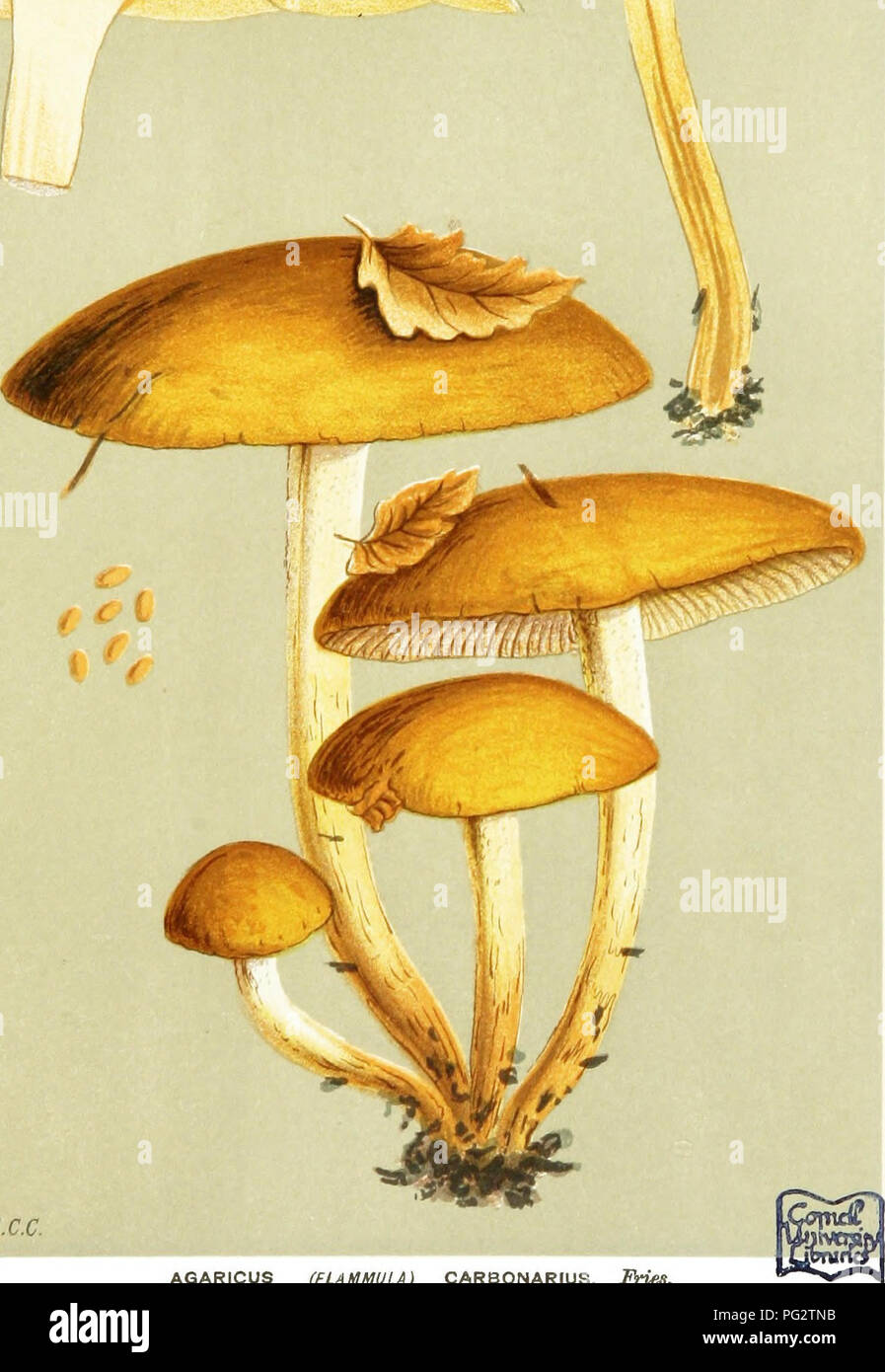 . Illustrations of British Fungi (Hymenomycetes) to serve as an atlas to the &quot;Handbook of British fungi&quot;. Fungi; Botany. DFRVINl. V^ / X  ^^fe!i. ^.c.c. AGARICUS (FLAMMULA) CARBONARIUS. i^Wes. on charred ground. Kew Oardeiis. Dec. 1882.. Please note that these images are extracted from scanned page images that may have been digitally enhanced for readability - coloration and appearance of these illustrations may not perfectly resemble the original work.. Cooke, M. C. (Mordecai Cubitt), b. 1825; Cooke, M. C. (Mordecai Cubitt), b. 1825. Handbook of British fungi. London, Williams and Stock Photo