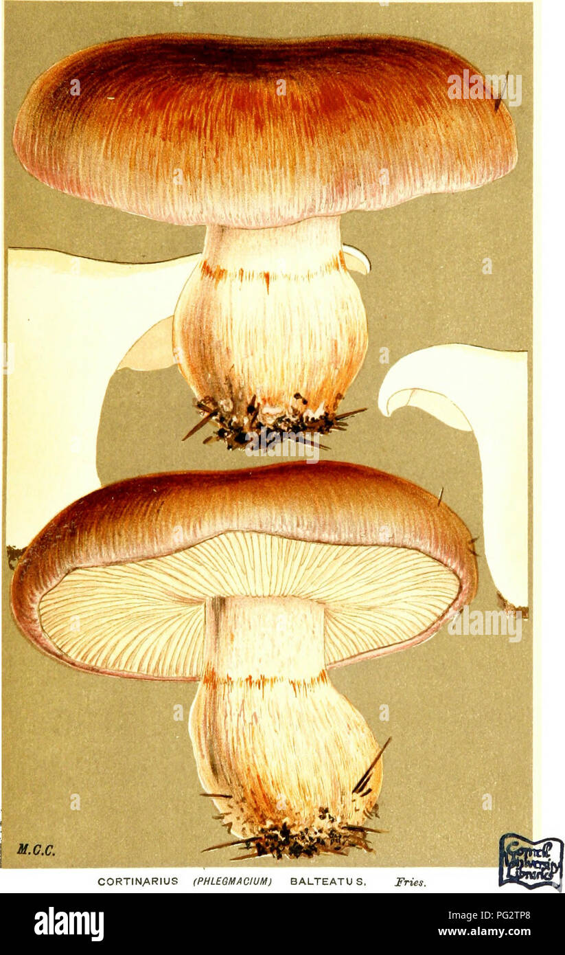 . Illustrations of British Fungi (Hymenomycetes) to serve as an atlas to the &quot;Handbook of British fungi&quot;. Fungi; Botany. (c^ PL. 696.. CORTINARIUS (PHLEeUACIUM) BALTEATU S, Fries, in mixed woods, often amofigsi fir leaves.. Please note that these images are extracted from scanned page images that may have been digitally enhanced for readability - coloration and appearance of these illustrations may not perfectly resemble the original work.. Cooke, M. C. (Mordecai Cubitt), b. 1825; Cooke, M. C. (Mordecai Cubitt), b. 1825. Handbook of British fungi. London, Williams and Norgate Stock Photo