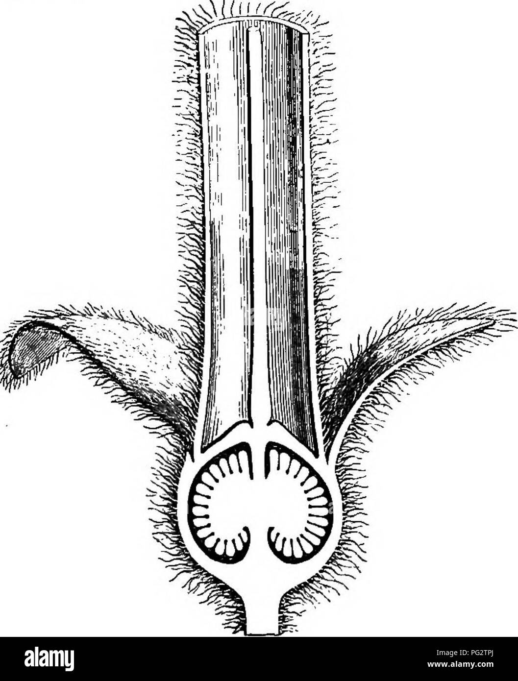 A botanical study exploring the anatomy and classification of various ...