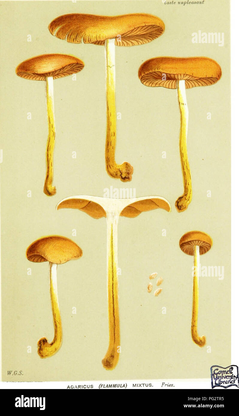 . Illustrations of British Fungi (Hymenomycetes) to serve as an atlas to the &quot;Handbook of British fungi&quot;. Fungi; Botany. PL. 474.. AGARICUS (FLAMMULA) MIXTUS. Fries, on Humps, ami on the ground. Bowood, Wilts. Nov. 1870.. Please note that these images are extracted from scanned page images that may have been digitally enhanced for readability - coloration and appearance of these illustrations may not perfectly resemble the original work.. Cooke, M. C. (Mordecai Cubitt), b. 1825; Cooke, M. C. (Mordecai Cubitt), b. 1825. Handbook of British fungi. London, Williams and Norgate Stock Photo