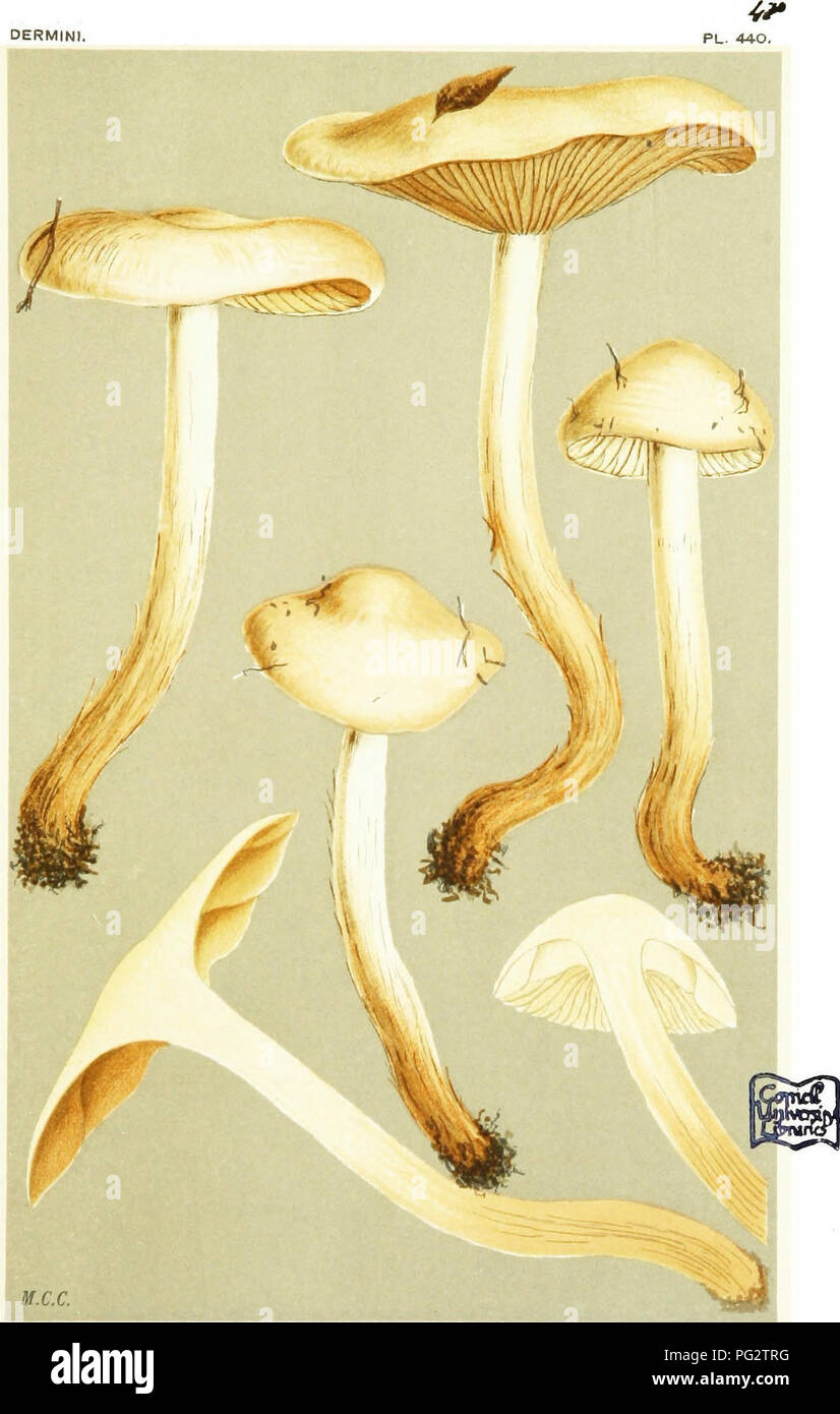 . Illustrations of British Fungi (Hymenomycetes) to serve as an atlas to the &quot;Handbook of British fungi&quot;. Fungi; Botany. DERMINI. AGARICUS (FLAMMULA) LENTUS. Fries. Long stemmed form, on the ground. Qlamis. Nov. 1881.. Please note that these images are extracted from scanned page images that may have been digitally enhanced for readability - coloration and appearance of these illustrations may not perfectly resemble the original work.. Cooke, M. C. (Mordecai Cubitt), b. 1825; Cooke, M. C. (Mordecai Cubitt), b. 1825. Handbook of British fungi. London, Williams and Norgate Stock Photo