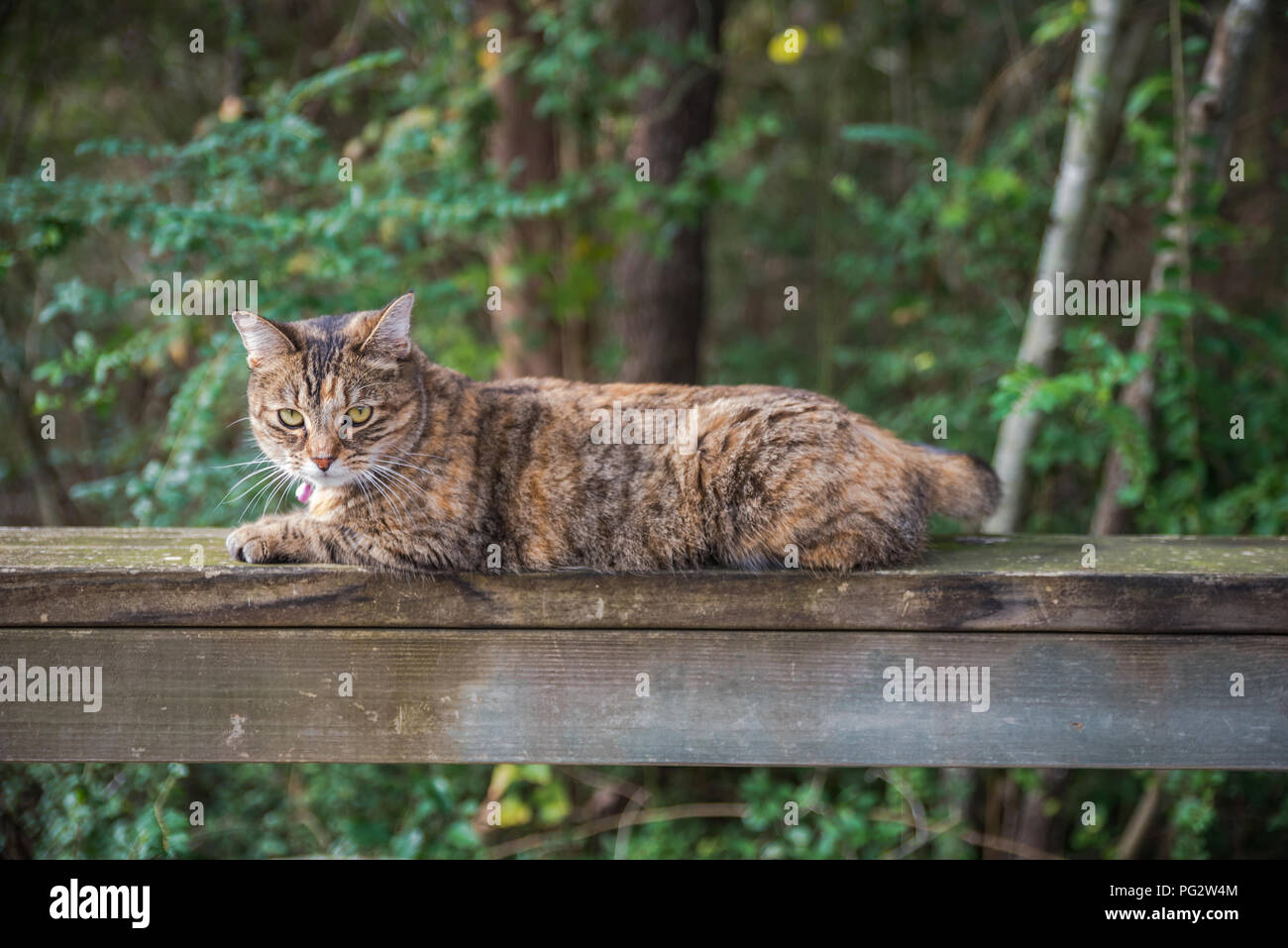 Fall maple tree leaves colorful in east Texas is the best time to visit