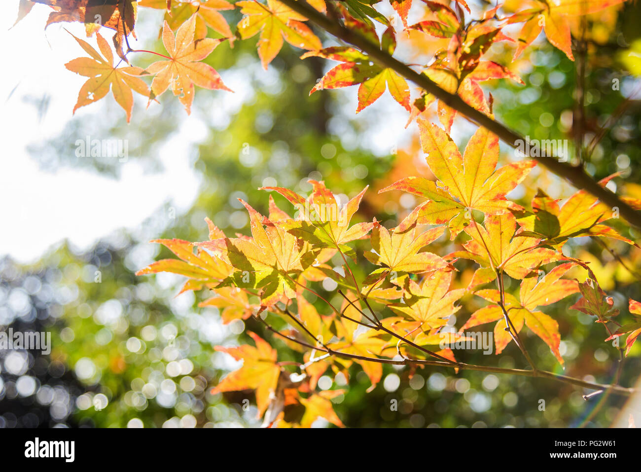 Fall maple tree leaves colorful in east Texas is the best time to visit
