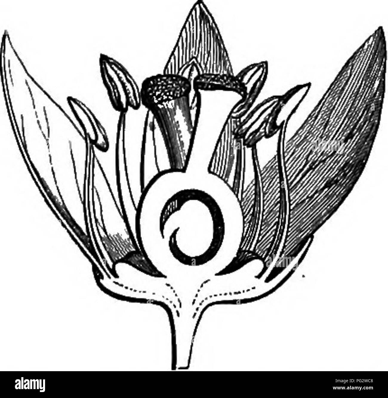 Hermaphrodite Black and White Stock Photos & Images Alamy