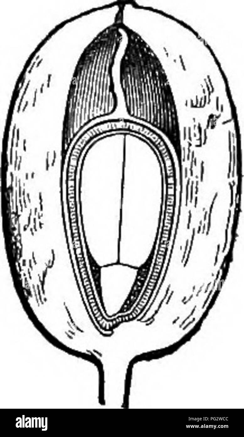 The Natural History Of Plants Botany Fia 290 Fig 294 Fig 295 Fig 296 Longitudinal Section Of Male Flower F Longitudinal Section Of Induviate Fruit Seed F Longitudinal Section Of Seed