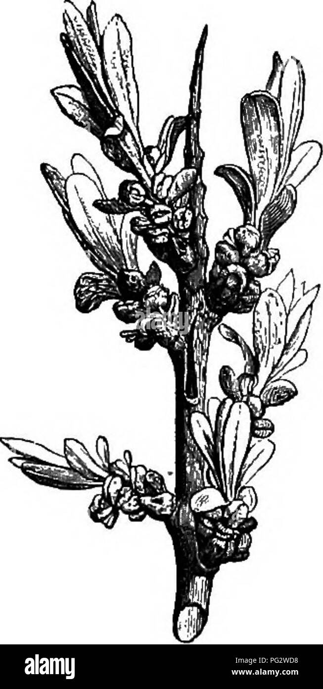 The natural history of plants Botany 484 NATURAL HISTORY OF
