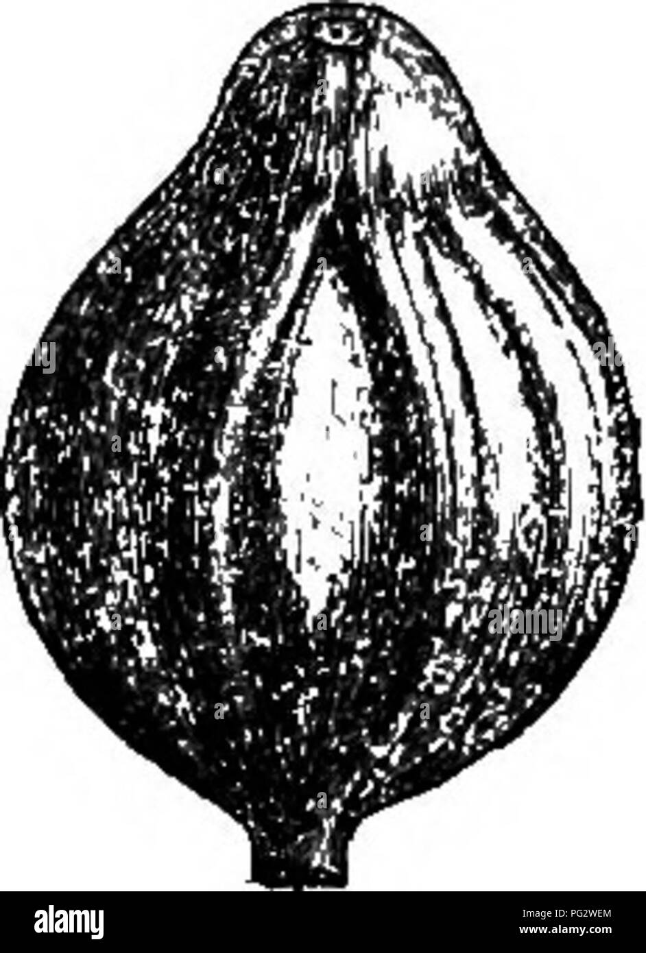 . The natural history of plants. Botany. Pio. 2lG. Long, section of female flower. Fig. 278. Fruit. Fra. 277. Female flower (perianth removed). with these, and narrower and thinner at the edges. Within the perianth is seen a disk of four glands superposed to the outer perianth leaves. In the male flower (figs. 274, 275) the receptacle is small and convex; it bears the double perianth and then three stamens super- posed to the outer leaves, and inserted in the centre of the flower. Each has a free or nearly free filament and an introrse basifixed anther, whose two slightly lateral cells dehisce Stock Photo