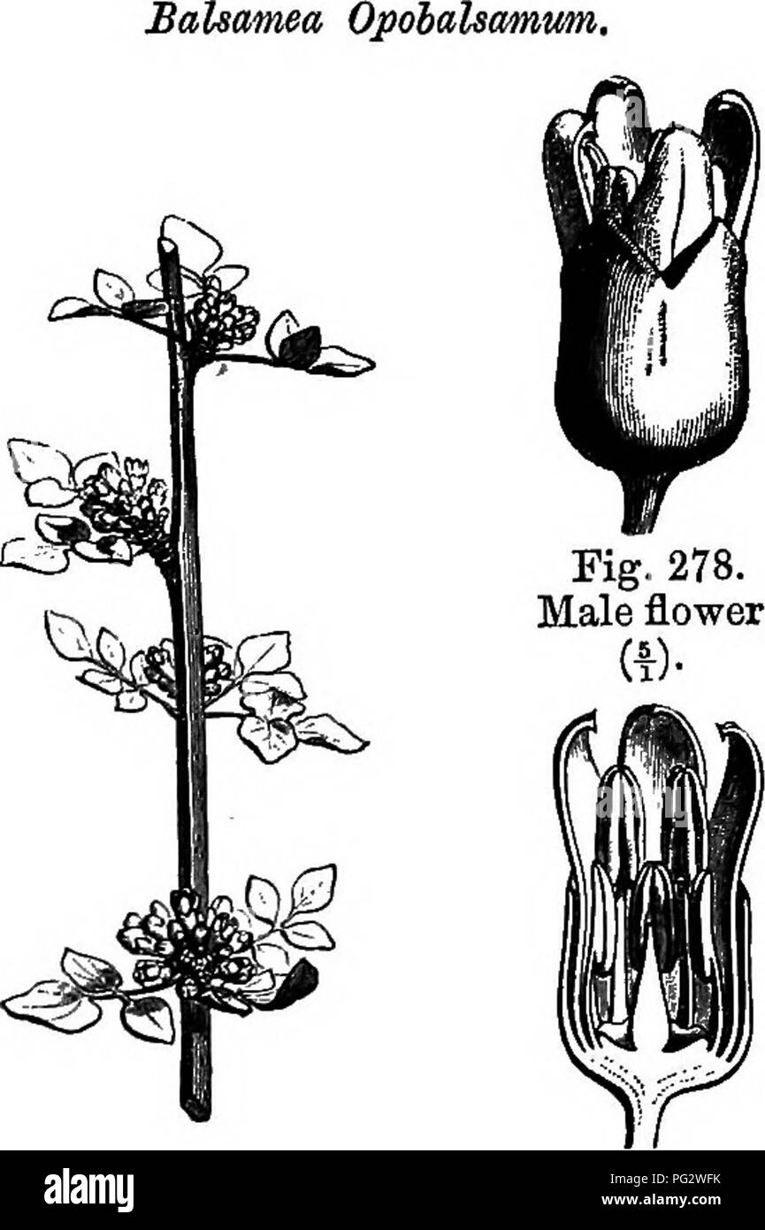 . The natural history of plants. Botany. TEREBINTHAOE^ 263 shrubs of tropical Africa, Asia and Oceania (fig. 277-279), having branches often thorny, and alternate leaves, imparipinnate or 1-3- foliolate, the polygamous flowers are usually tetramerous or diplo- stemonous, and the gynseceum generally reduced to two carpels. But these organs are nearly always inserted on a slightly concave re- ceptacle, lined by a cup-shaped disk, so that their insertion is slightly perigynous.&quot; The fruit is a drupe, with one or more stones united together by the axis, and an exocarp separating in two or mor Stock Photo