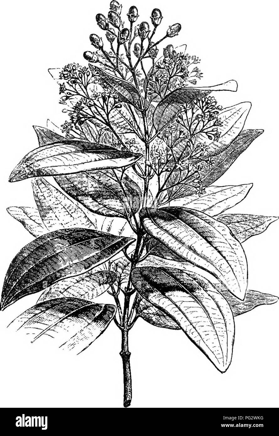 . The natural history of plants. Botany. X. LAURAOE^. I. CINNAMON SERIES. The study of this order may be commenced by the analysis of the Cinnainomv/m zeylanicam.. Pi&amp;. 240.—Floriferous branch (1). Ceylon Cinnamon-tree (figs. 240-243), the type of the genus Cinna- momum} The flowers of C. zeylanicuni are regular and hermaphrodite. ' BuBM., -FZ. Zeyl., 62.—Nees, Laur. Disp. daphne Nees, Malabatlirum BtJEM., Parthen- Irogr., 11; Systema Laurinarwm, 31.—Endi., oxylon Bl.). Gen., n. 2023.—MeiSSN., in DC. Frodr., xv. ^ Bebtn., in Bph. Nat. Our., doc. 1, ann. 4, sect. i. 9, 503 (incl.: CajnpJior Stock Photo
