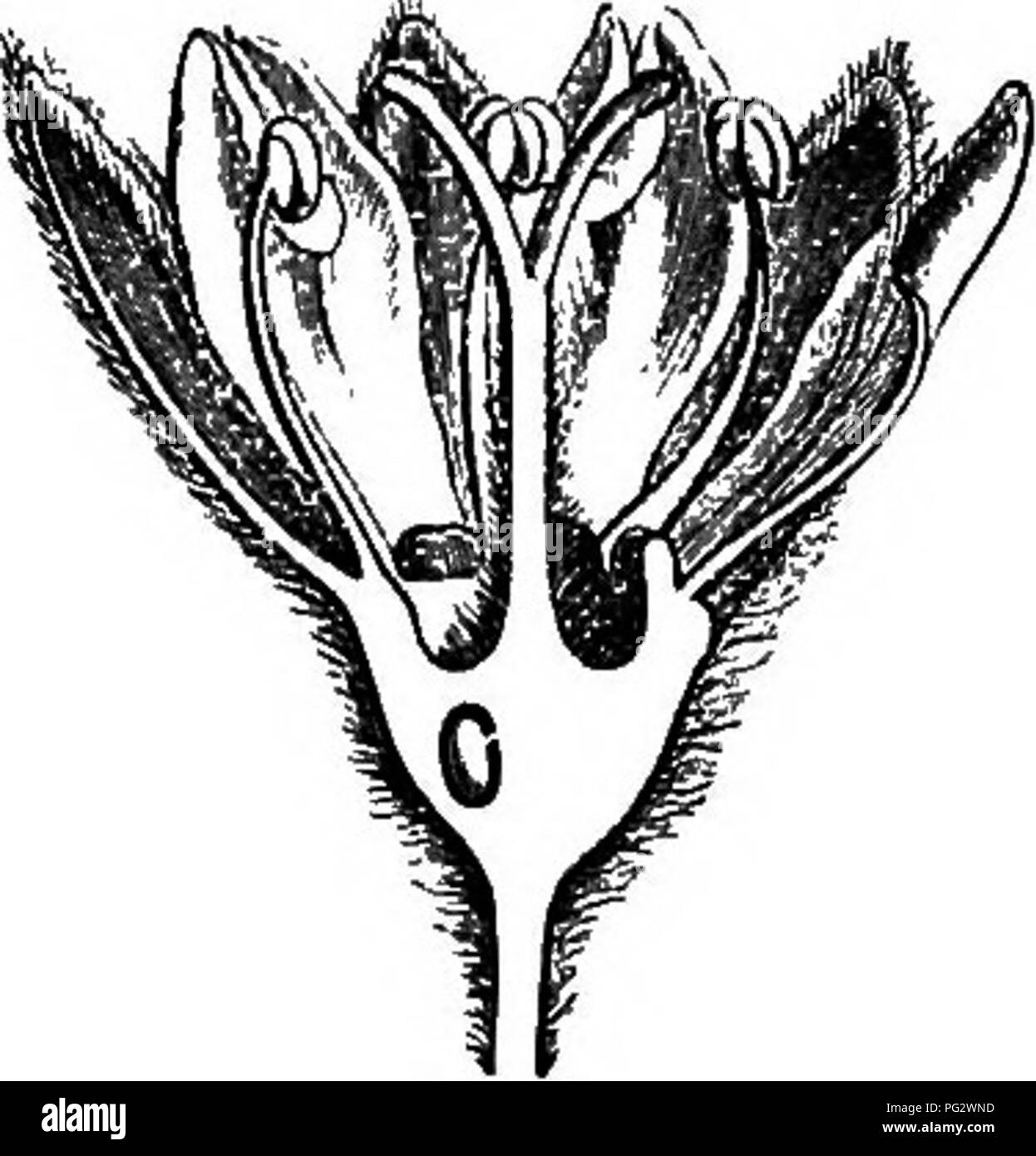 . The natural history of plants. Botany. E UPHORBIA GE^. 141 Stephampodivm Engleri. Bichapetalum hispidum. Close beside Bichapetalum are placed two genera very closely allied to it: Stephanopodium^ (fig. 226), distinguished principally by tbe petals being united, sometimes for a very great distance in a gamopetalous corolla bearing tbe sta- mens; and Tapura^ (fig. 227 -229), also having a gamo- petalous corolla, but irre- gular, imbricated and with fertile stamens, generally fewer, more rarely equal in number to the divisions of the corolla.^ The disk is unilateral. The two last genera have al Stock Photo