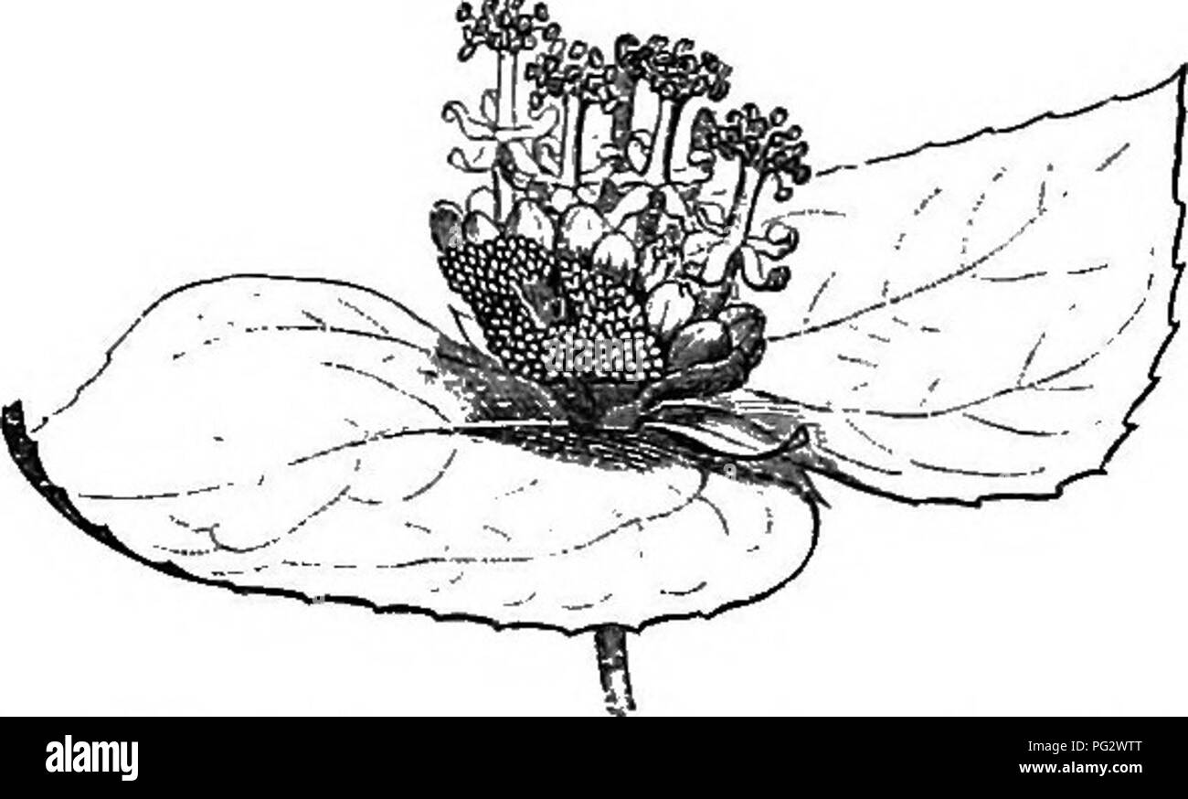 . The natural history of plants. Botany. Fig. 190. Inflorescence seen from tte side of the female flower. Fig. 191. Inflorescence seen from the side of the miile flower. Dalechampia Cremophyllum) spathulata. being also in one piece, but more elongated in a club or column, with stigmatiferous lobes little developed, corresponding to the ovary cells or to the interposed par- titions (fig. 194, 195). The recep- tacle, bearing an indefinite number of stamens, becomes a column longer and thinner. The flowers of both sexes are collected in a con- tracted mass, surrounded by two bracts, often coloure Stock Photo