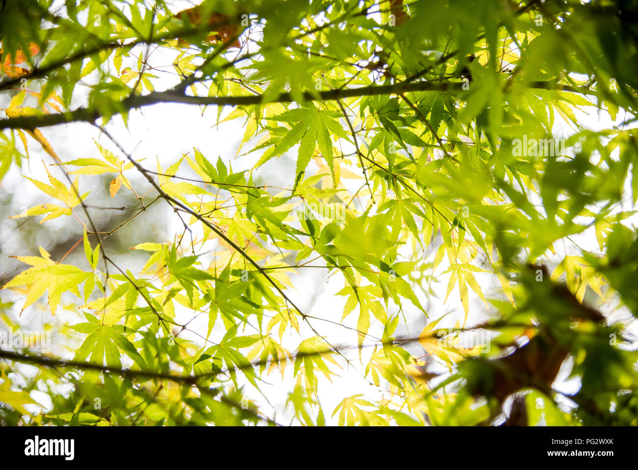 Fall maple tree leaves colorful in east Texas is the best time to visit
