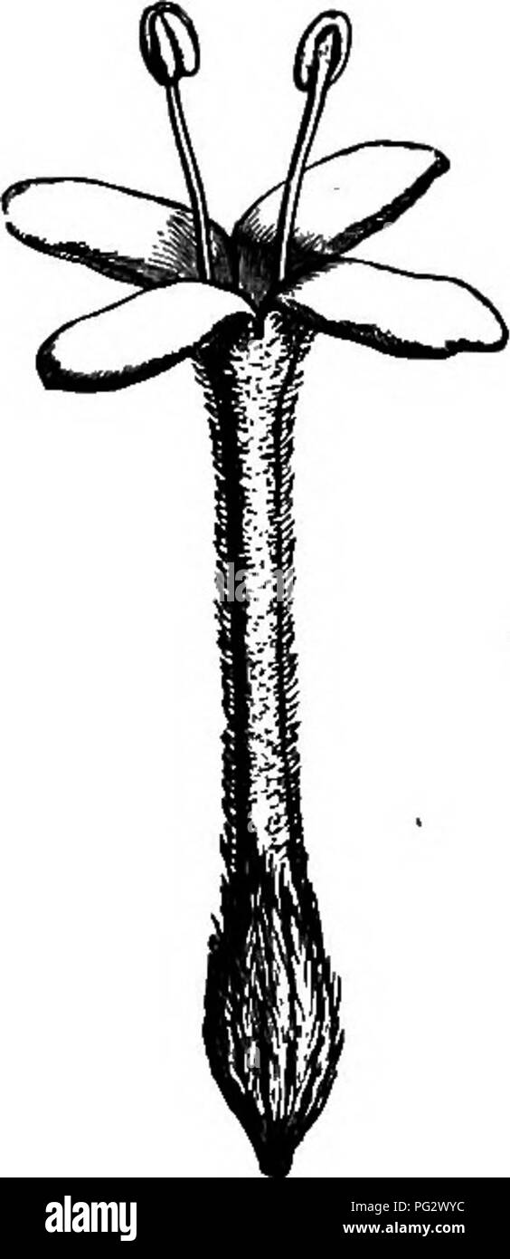 . The natural history of plants. Botany. Fig. 86. Floriferous branch. form of an elongate tube and presents a transverse articulation constricted above the ovary. The latter is surrounded by a thin annular disk, and becomes a dry fruit surrounded by the inferior portion of the perianth. Diarthron comprises slender herbs from central Asia; the leaves are alternate, linear, and the flowers form elongated and slender spikes, destitute of bracts. Passenna (fig. 86) has also tetramerous flowers, with hypo- crateriform calyx; the ovary is Fasmrina kmuta. without a disk, and the two staminal verticil Stock Photo