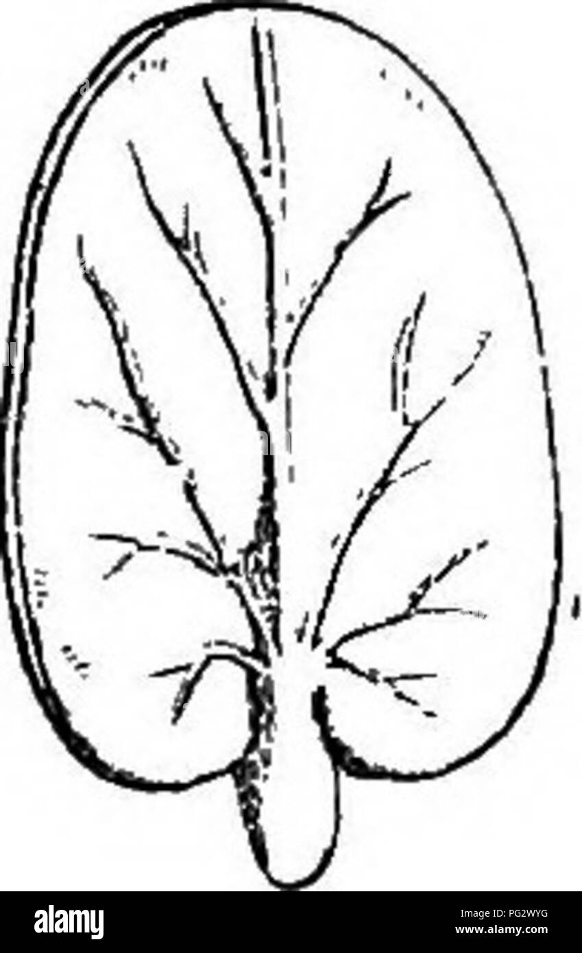 . The natural history of plants. Botany. Fig 159. Fruit. Fig. 160. Seed. Fig. 161. Long, sect, of seed. Fig. 162. Emtryo (f). often glanduliferous, like the petiole. At the base of the petiole are found two lateral stipules, generally united in one membranous caducous sac, enveloping the young leaves at first. The inflo- rescence is terminal or oppositifoliate, in racemes of multiflowered cymes alternate and situated in the axils of bracts furnished with stipular lateral glands. The inferior cymes are normally male, and the superior female,^ with sometimes mixed cymes between the two, in which Stock Photo