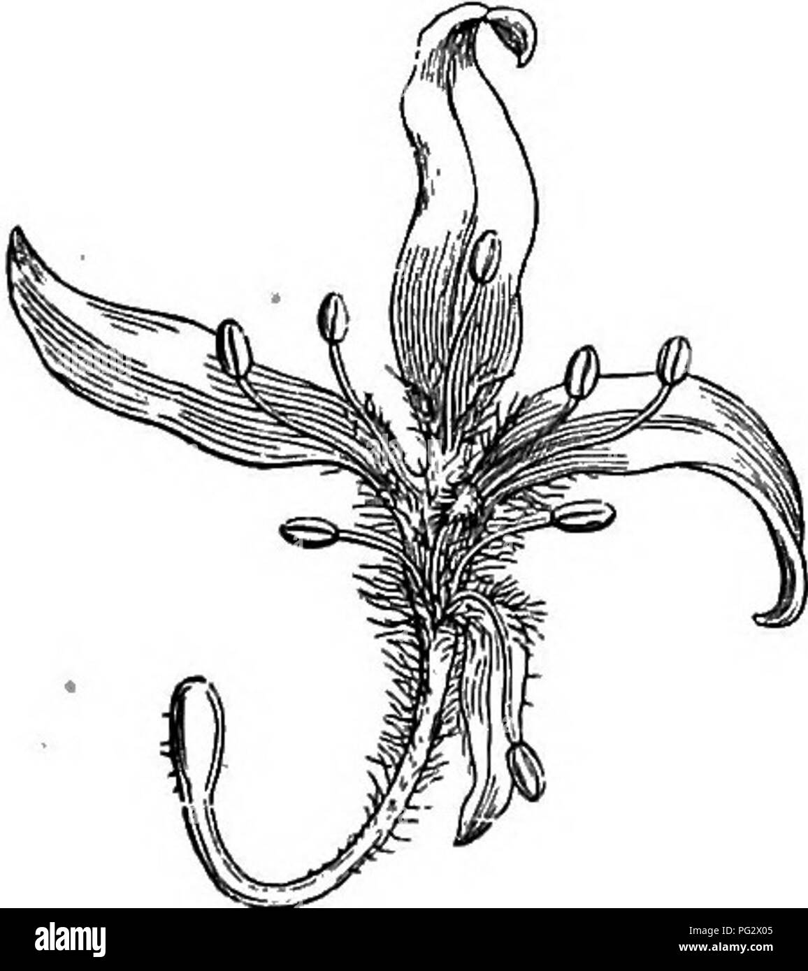 . The natural history of plants. Botany. Laelmasa rosea. Fig. 74. noriferous branch. Fig. 76. Long. sect, of flower (4). above the ovary. The latter is generally surrounded at the base by a hypogynous disk of very variable dimensions. Gnidia has alter- nate or opposite leaves and flowers generally collected in terminal capitules surrounded by an involucre of imbricated floral leaves; more rarely they are axillary, solitary or grouped in spikes. They inhabit India, Madagascar and especially tropical eastern and southern Africa. Lachncea (fig. 74-77), all natives of southern Africa, has always t Stock Photo