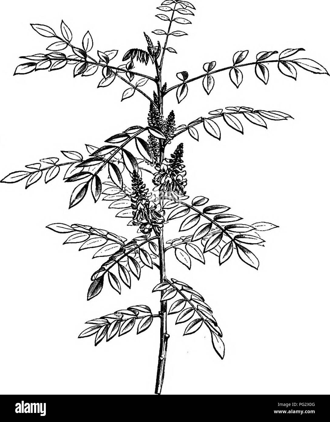 This botanical work focuses on the leguminous family (Papilionaceae ...