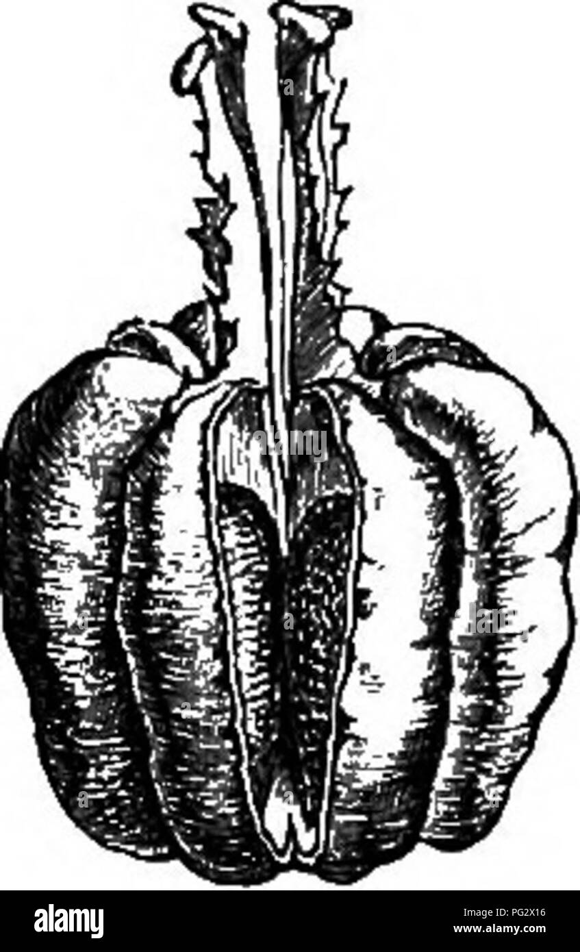 . The natural history of plants. Botany. 96 NATURAL HISTORY OF PLANTS. occupy a small inferior portion of the internal face of a thick and elongated connective, and open by a short oblique cleft. At the bottom of the flower, the receptacle rises in a short cone which Peneea myrtifolia. Fig. 64. Seed (-1).. Please note that these images are extracted from scanned page images that may have been digitally enhanced for readability - coloration and appearance of these illustrations may not perfectly resemble the original work.. Baillon, Henri Ernest, 1827-1895; Hartog, Marcus Manuel, 1851-. London, Stock Photo