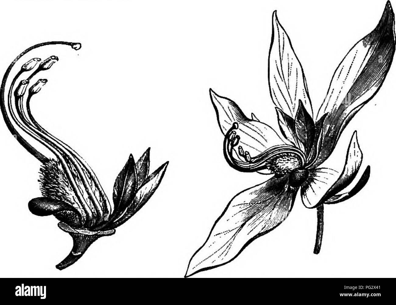 . The natural history of plants. Botany. Fig. 114. Long. sect, of flower. Fig. 115. Flower without calyx. Fig. 113. Flower (4). four, of which the two anterior are longer than the two posterior in the adult flower (fig. 113-116, 122, 123). The petals, like the pieces of the androoeum, are free or united among themselves by a Krameria triandra.. Please note that these images are extracted from scanned page images that may have been digitally enhanced for readability - coloration and appearance of these illustrations may not perfectly resemble the original work.. Baillon, Henri Ernest, 1827-1895 Stock Photo