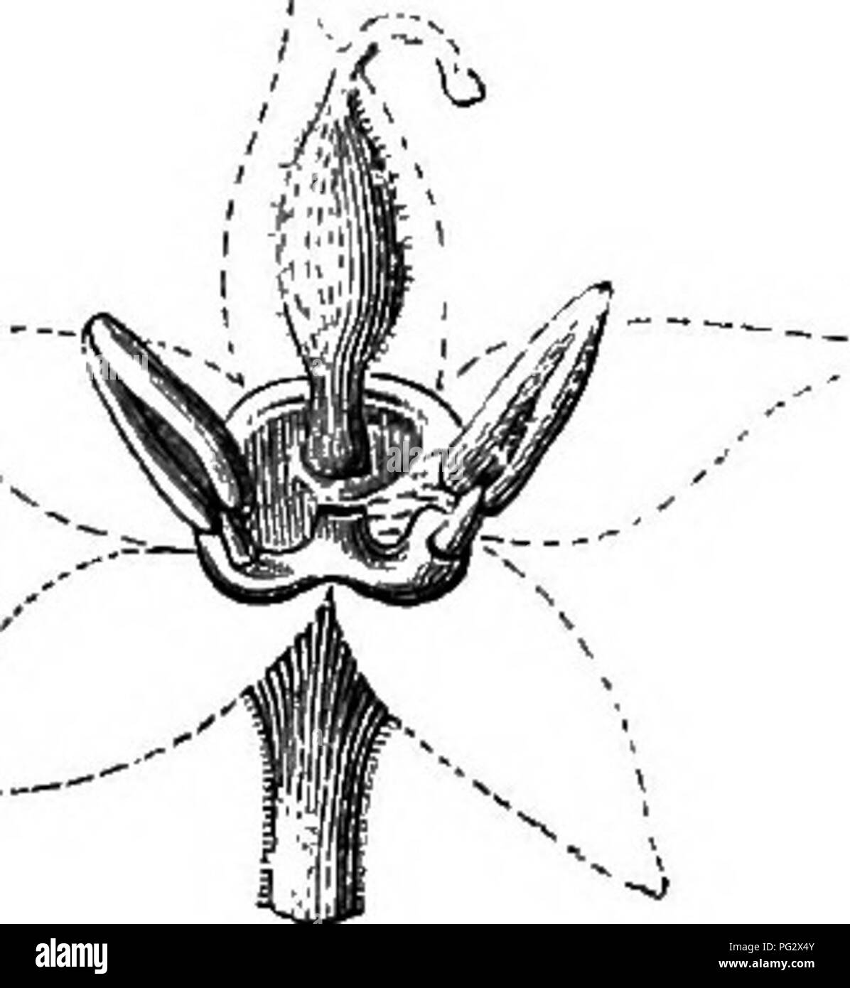 . The natural history of plants. Botany. Pig. 114. Flower (f). Fig. 115. Diagram. Fig. 117. Gjnaeceum opened. Pig. 116. Flower, anterior petal cut off through its hase. shallow cup, with the gynseceum almost in the centre. In others it becomes irregular; and the gynseceum is inserted excentrically on the side next the anterior sepal, while the receptacle forms a shallow ' The insertion of the ovary is slightly oblique and excentrie. Its cicatrix is elliptical. ^ L., Mantiss., n. 1240.—Abz., in Sohrad. «. Journ., ii. 238.—J., Gen., 4s2i.—Lamk., Diet., ii. tlh; Suppl., ii. 467.—DC, Frodv., ii. 5 Stock Photo