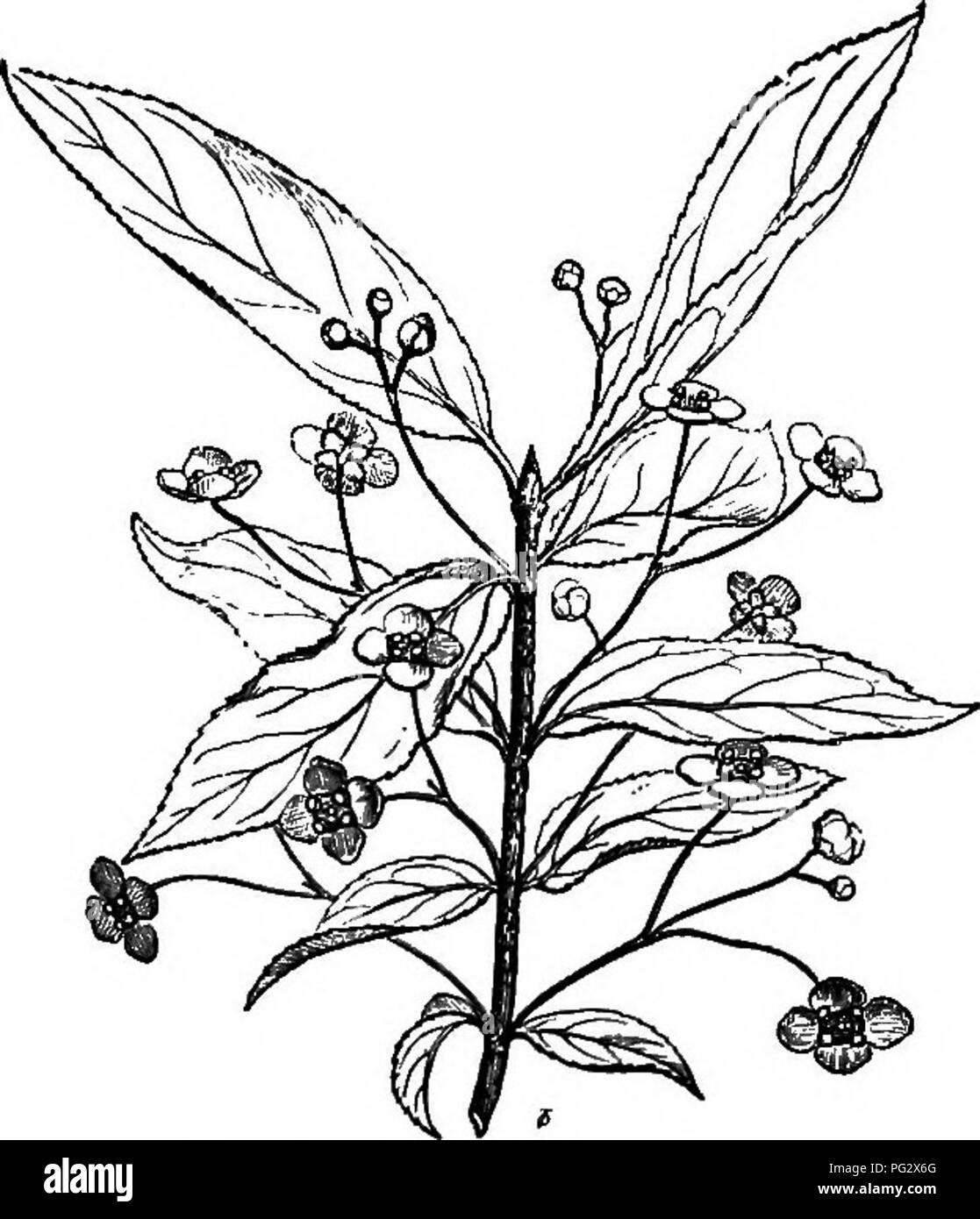 . The natural history of plants. Botany. NATUEAL HISTOEY OF PLANTS. XLVI. CELASTRACE.E. I. EUONYMUS BERIES. Euonymus^ (fig. 1-7) has regular, hermaphrodite flowers in four or five parts. In many species the receptacle is somewhat convex or depressed,, surmounted by a large and flattened glandular disk. The Emnymus verrucosus.. Please note that these images are extracted from scanned page images that may have been digitally enhanced for readability - coloration and appearance of these illustrations may not perfectly resemble the original work.. Baillon, Henri Ernest, 1827-1895; Hartog, Marcus M Stock Photo