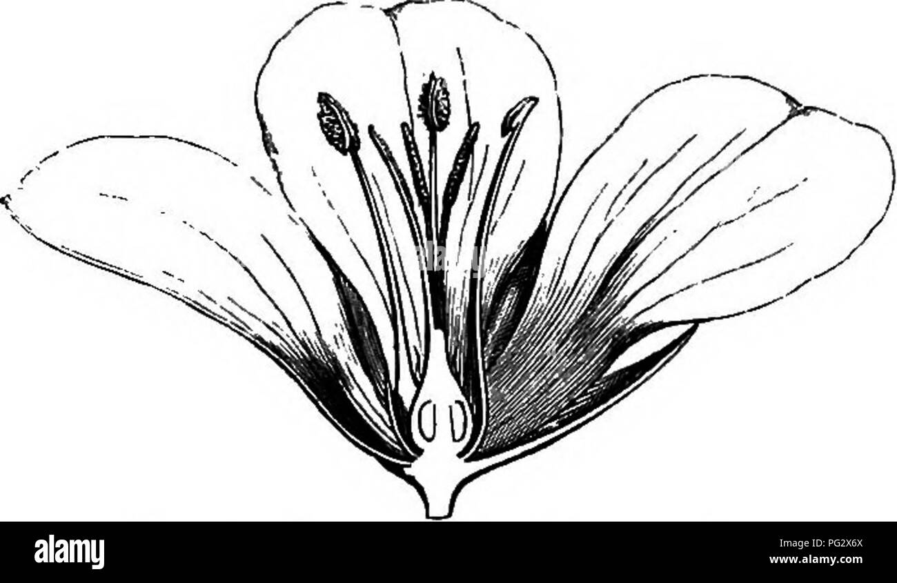 The natural history of plants. Botany. LINAGES. 43 convex receptacle. The  calyx is formed of five free sepals disposed in the bud in quincuncial  prsefloration, and the corolla consists of five