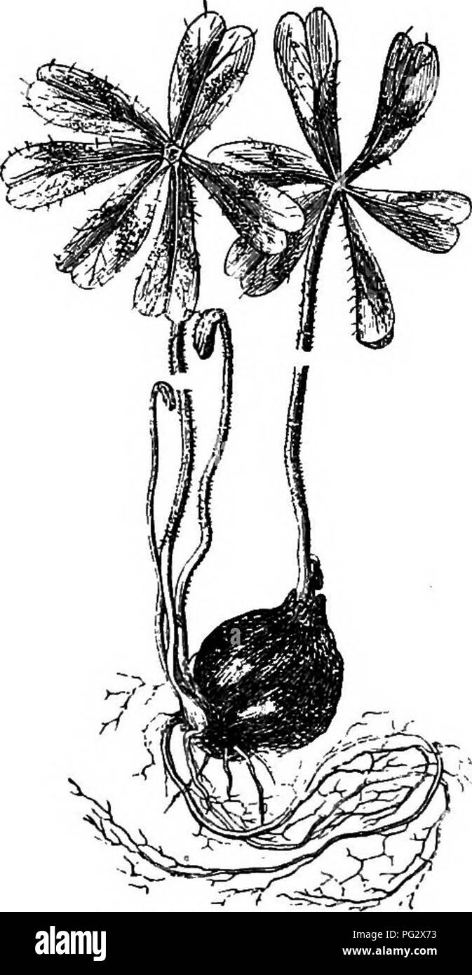 . The natural history of plants. Botany. 26 NATURAL HISTORY OP PLANTS. or united at tlie summit of a common stem in one or several uni- parous cymes, similar to umljels, like those of tlie Geraniums.^ HypseocJiaris pimpinellifoUa,^ a oxdus Andrieuxii. small perennial herb of the Bolivian Andes, is to Oxalis what Monsoma is to the Geraniums, the flowers^ having fifteen stamens instead often. Eather small and not numerous glands are placed on a level with the insertion of the petals and androceum. The ovary has five oppositipetalous multi- ovulate cells. The leaves of this plant are alternate an Stock Photo