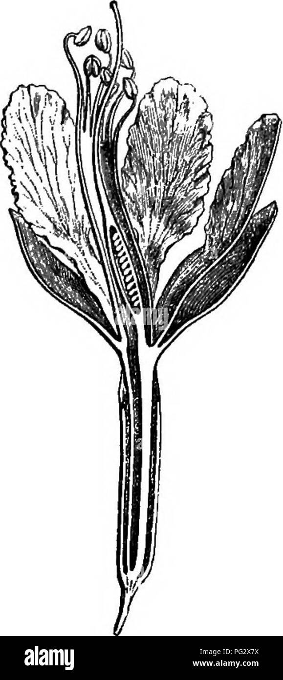 The natural history of plants. Botany. Pi&amp;. 71. Diagram. Fig. 72.  Longitudinal section of flower. flower emerges on anthesis. About eight  species^ of Brorcnea are known, all fine glabrous trees or