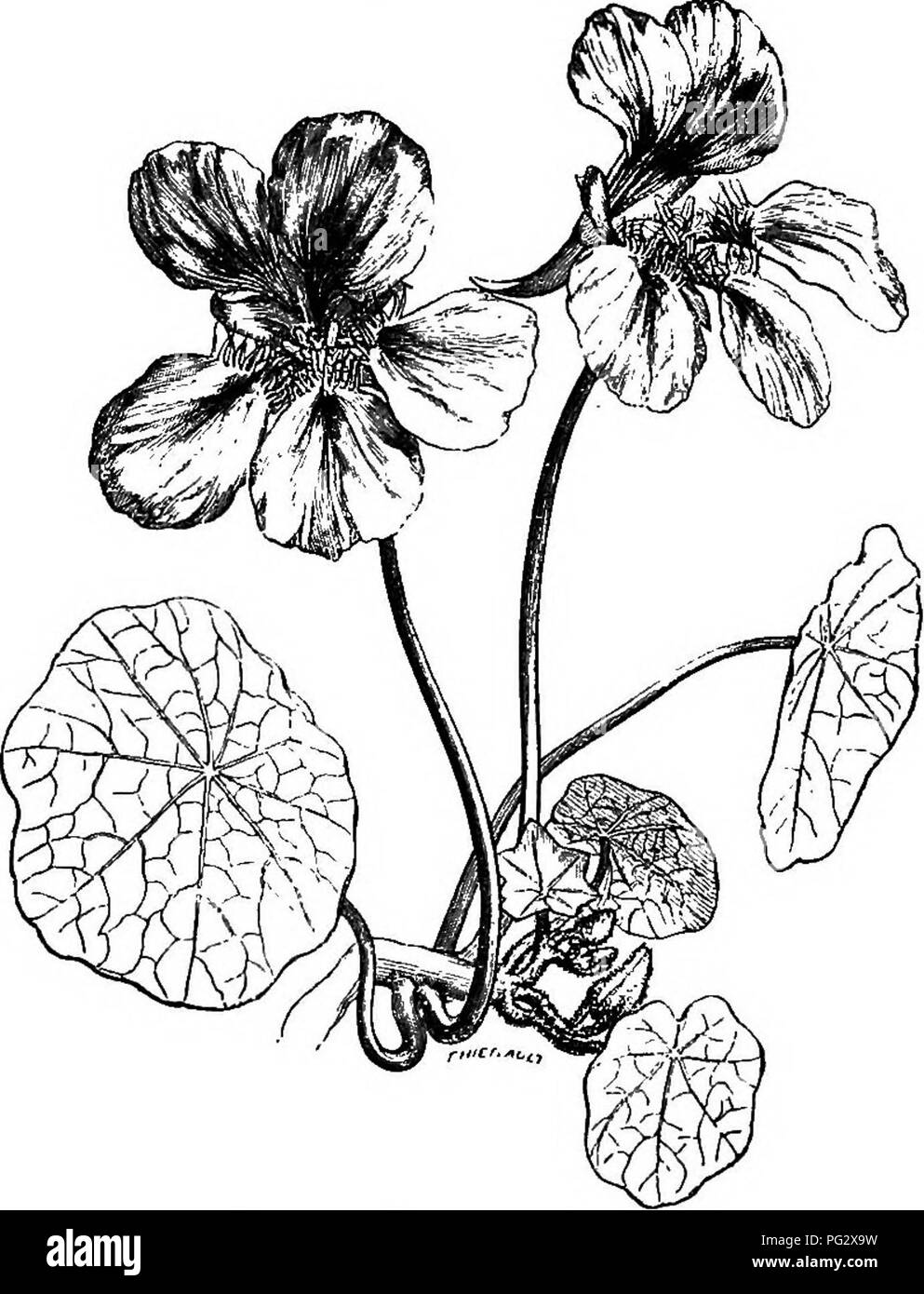 The Natural History Of Plants Botany U Natural History Of
