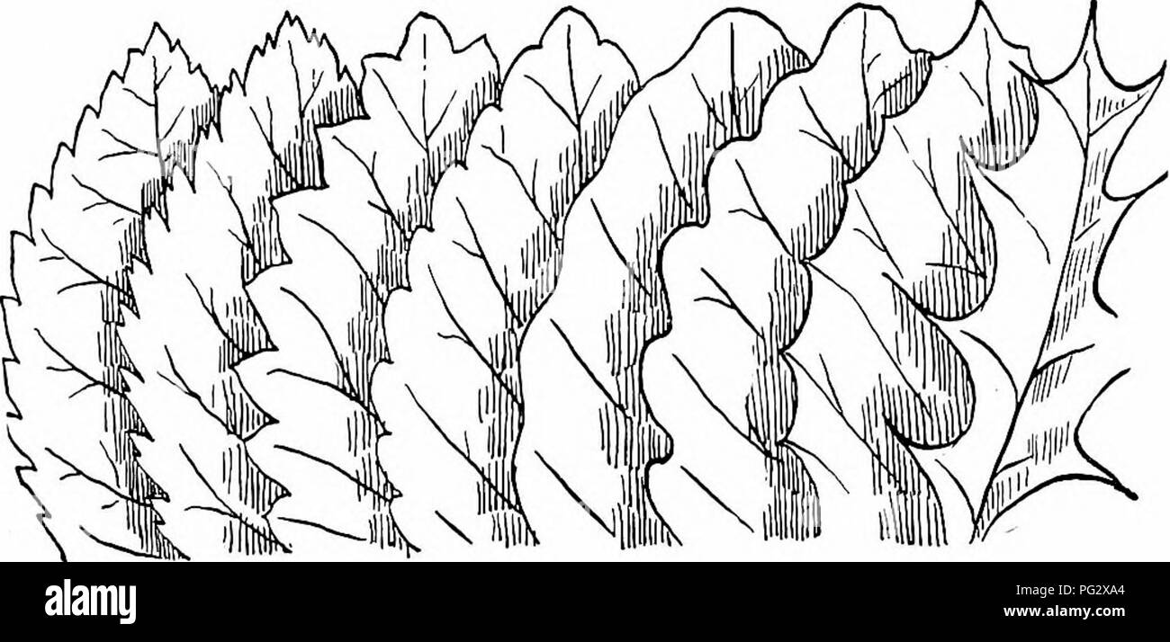 Indented Tree Example . Our native trees and how to identify them; a popular study of their ...