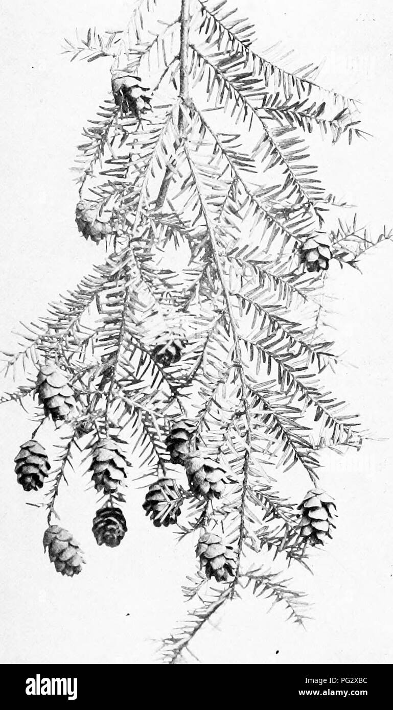. Our native trees and how to identify them; a popular study of their habits and their peculiarities. Trees. HEMLOCK &quot;I ^-^. Fruiting' Branch of Hemlock, Tsnga canadensis. Leaves J^s' to ^i' long. Cones 3-4' to i' long.. Please note that these images are extracted from scanned page images that may have been digitally enhanced for readability - coloration and appearance of these illustrations may not perfectly resemble the original work.. Keeler, Harriet L. (Harriet Louise), 1846-1921. New York, C. Scribner's Sons Stock Photo
