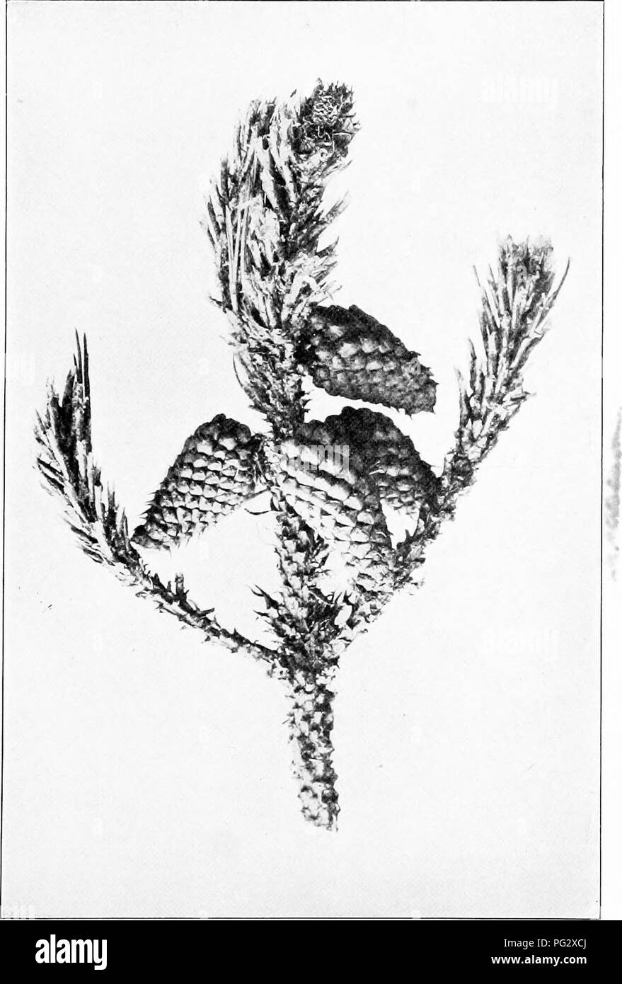 Native Pointing Tree This guide provides an overview of native trees, focusing on their ...