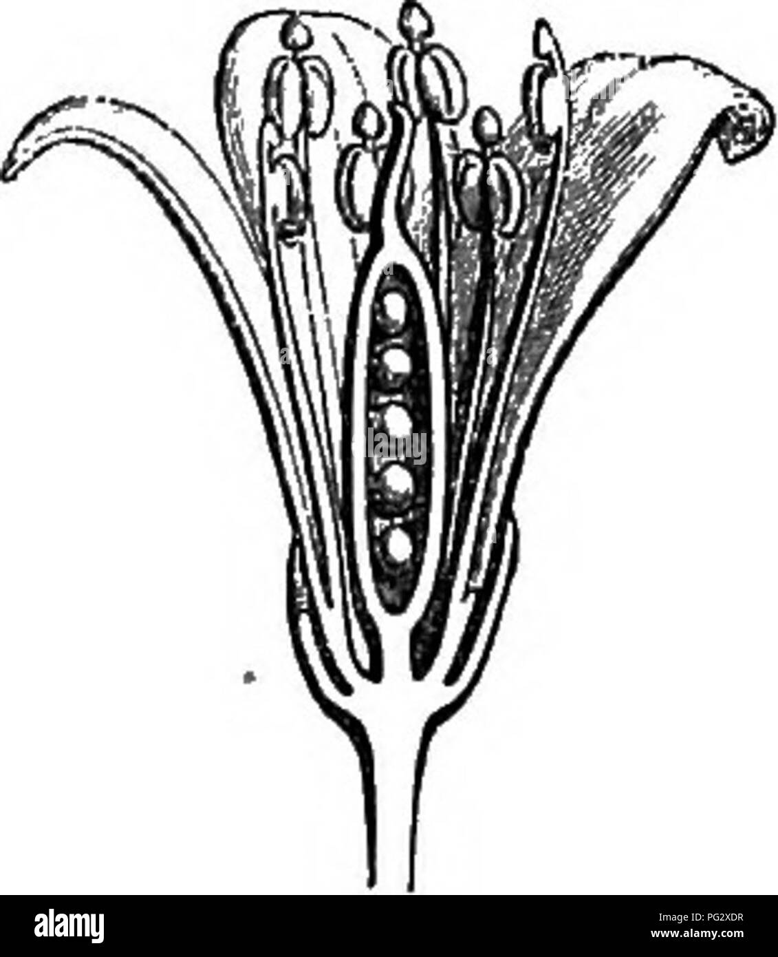 . The natural history of plants. Botany. ¥m. 16. Flower. Fig. 18. Diagram. Fm. 17. Longitudinal section of flower. Adenamtherd dehisces longitudinally,^ and is surmounted by a prolongation of the connective, forming a little caducous glandular ball. The gynseceum, inserted in the very bottom of the receptacle, consists of a single carpel superposed to one of the sepals. Its ovary, subsessile free and one-celled, tapers above into a slender style, scarcely dilated at the stigmatiferous apex. Inside the cell of the ovary and opposite to one of the petals* is a longitudinal parietal placenta, who Stock Photo