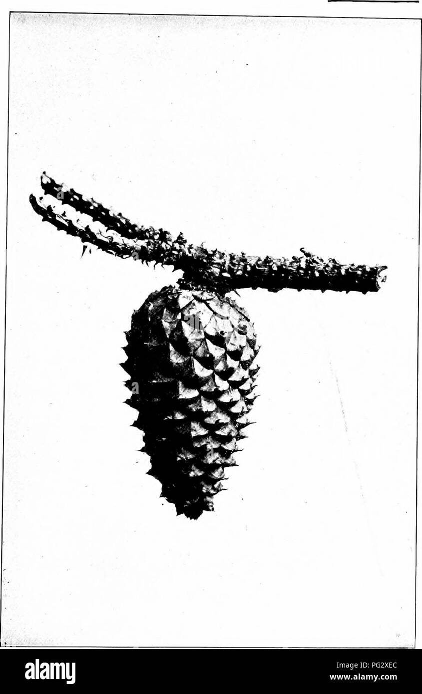 This guide discusses how to identify native trees, focusing on the ...