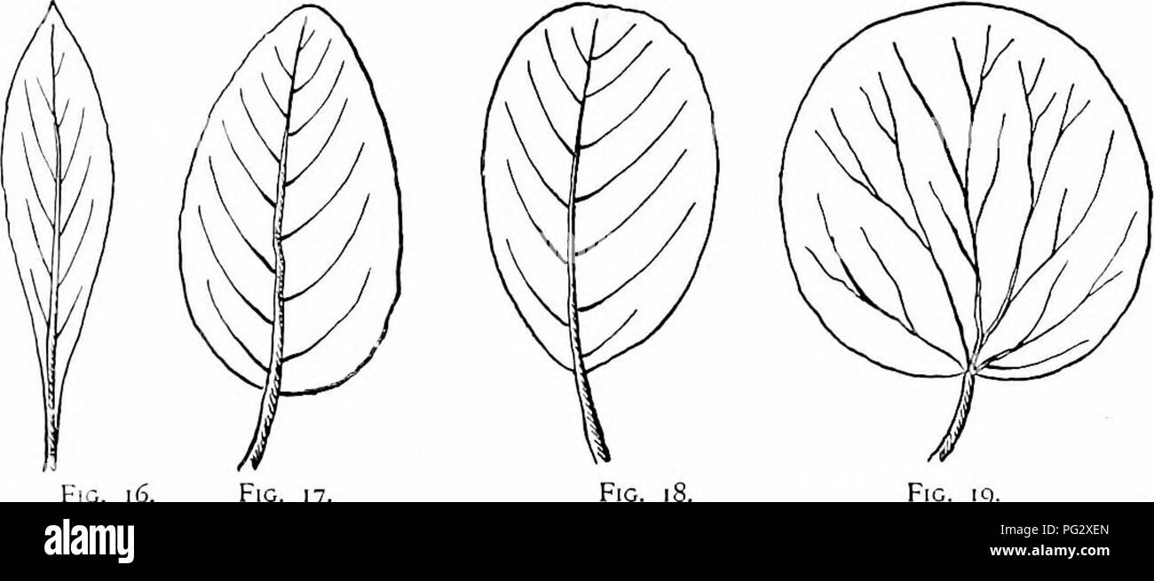 . Our native trees and how to identify them; a popular study of their habits and their peculiarities. Trees. Fig. io. Fig. ii. Fig. 12. Fig. 13. Fig. 14. Fig. [^. Fig. 17 F[C. 19. The principal forms found in the leaves of trees are the following : Needle-shaped, like the leaves of the Pine. (Fig, lo.) Linear, a narrow elongated form. (Fig. ii.) Oblong, two or three times longer than wide with sides nearly parallel. (Fig. 12.) Elliptical, oblong with a flowing outline, the two ends alike in width. (Fig. 13,) Oval, broadly elliptical. (Fig. 14.) Lanceolate, broader at base than apex, but narrow Stock Photo