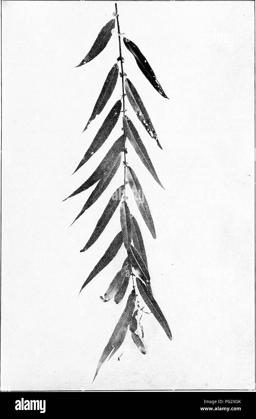 . Our native trees and how to identify them; a popular study of their habits and their peculiarities. Trees. BLACK WILLOW. Black Willow, Salix nigra. Leaves 3' to 6' long.. Please note that these images are extracted from scanned page images that may have been digitally enhanced for readability - coloration and appearance of these illustrations may not perfectly resemble the original work.. Keeler, Harriet L. (Harriet Louise), 1846-1921. New York, C. Scribner's Sons Stock Photo