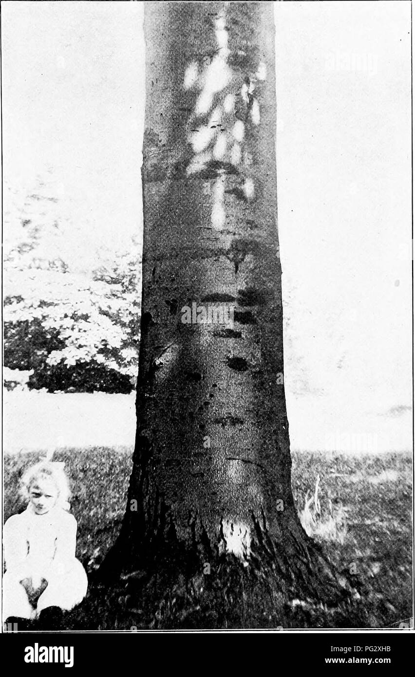 . Our native trees and how to identify them; a popular study of their habits and their peculiarities. Trees. BEECH. Trunk of the Beecli, Fagus Atropniiicea. Please note that these images are extracted from scanned page images that may have been digitally enhanced for readability - coloration and appearance of these illustrations may not perfectly resemble the original work.. Keeler, Harriet L. (Harriet Louise), 1846-1921. New York, C. Scribner's Sons Stock Photo