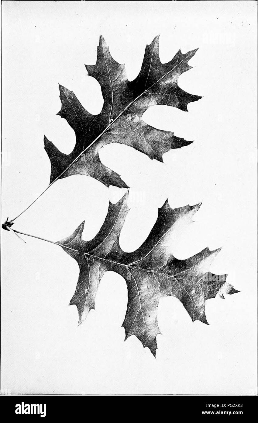 . Our native trees and how to identify them; a popular study of their habits and their peculiarities. Trees. PIN OAK. Pin Oak, Quercus palustris. Leaves 4' to t/ long, 2' to 4' broad.. Please note that these images are extracted from scanned page images that may have been digitally enhanced for readability - coloration and appearance of these illustrations may not perfectly resemble the original work.. Keeler, Harriet L. (Harriet Louise), 1846-1921. New York, C. Scribner's Sons Stock Photo