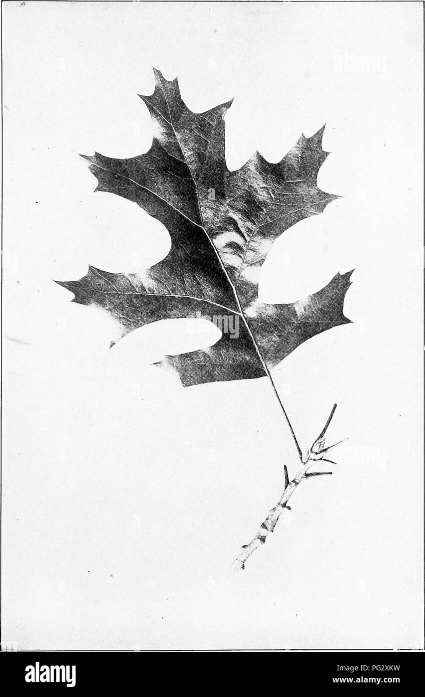 . Our native trees and how to identify them; a popular study of their habits and their peculiarities. Trees. BLACK OAK. Black Oak, Quercus velutina. Leaves 4' to 6' long.. Please note that these images are extracted from scanned page images that may have been digitally enhanced for readability - coloration and appearance of these illustrations may not perfectly resemble the original work.. Keeler, Harriet L. (Harriet Louise), 1846-1921. New York, C. Scribner's Sons Stock Photo