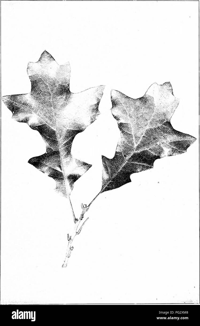 . Our native trees and how to identify them; a popular study of their