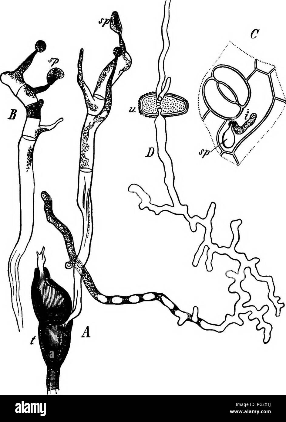 . Comparative morphology and biology of the fungi, mycetozoa and bacteria . Plant morphology; Fungi; Myxomycetes; Bacteriology. 28o DIVISION II.—COURUE OF DEVELOPMENT OF FUNGI. the outer surface of somewhat cushion-shaped bodies, which are formed by the interweaving of mycelial hyphae immediately beneath the epidermis of the host, more rarely at a greater depth, and burst through it when they form spores. Both are formed acrogenously on crowded sporiferous cells (sterigmata, basidia), which cover the outer surface of the hymenium, either alone or in certain species mixed with or surrounded by  Stock Photo