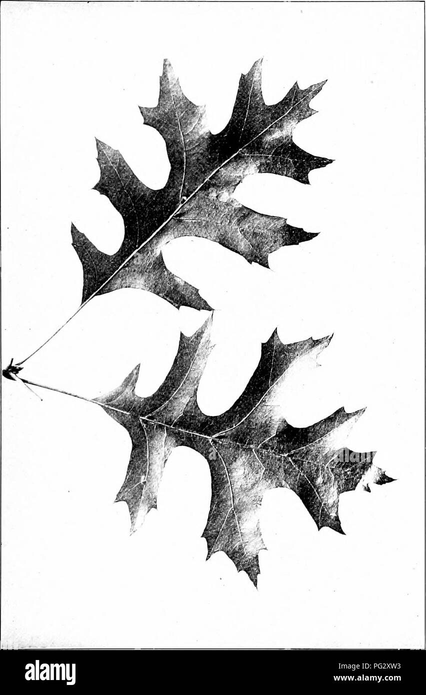 . Our native trees and how to identify them; a popular study of their habits and their peculiarities. Trees. PIN OAK. Pin Oak, Qtiercus palustris. Leaves 4' to (/ long, 2' to 4' broad.. Please note that these images are extracted from scanned page images that may have been digitally enhanced for readability - coloration and appearance of these illustrations may not perfectly resemble the original work.. Keeler, Harriet L. (Harriet Louise), 1846-1921. New York, C. Scribner's Sons Stock Photo