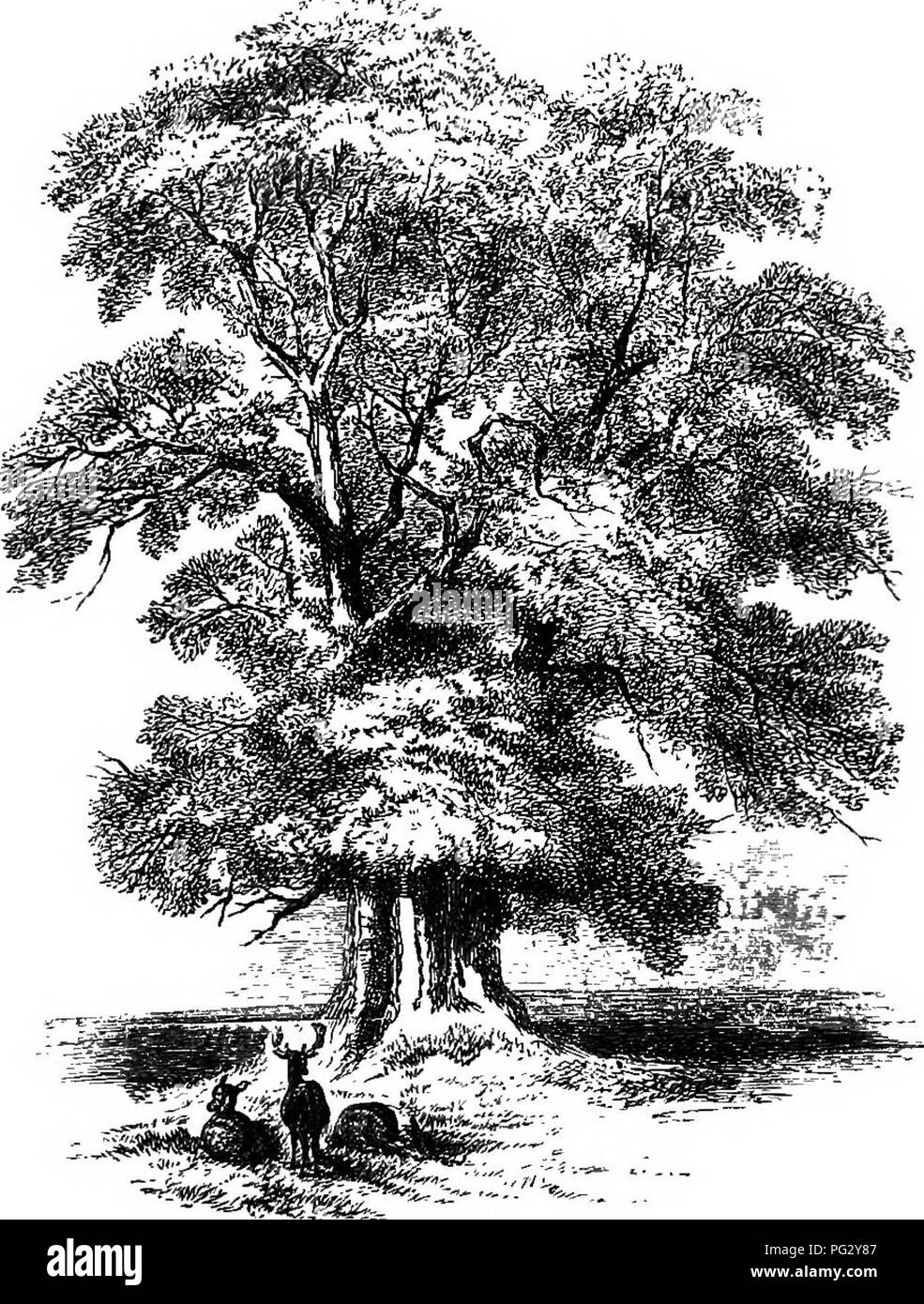 . Some account of English deer parks, with notes on the management of deer. Deer; Deer hunting. The Great Elm Tree in the Park at Eatington, Warwickshire, 20 feet in circumference a yaxd from the ground. Sketched by Selina Lady Heathcote, anno 1834. PREFACE. LTHOUGH there were several treatises written during the Middle Ages on ' the noble arte of venerie and hunting,' in which, perhaps, deer and deer parks may- be said to be comprehended, while in the sixteenth and seventeenth. Please note that these images are extracted from scanned page images that may have been digitally enhanced for reada Stock Photo