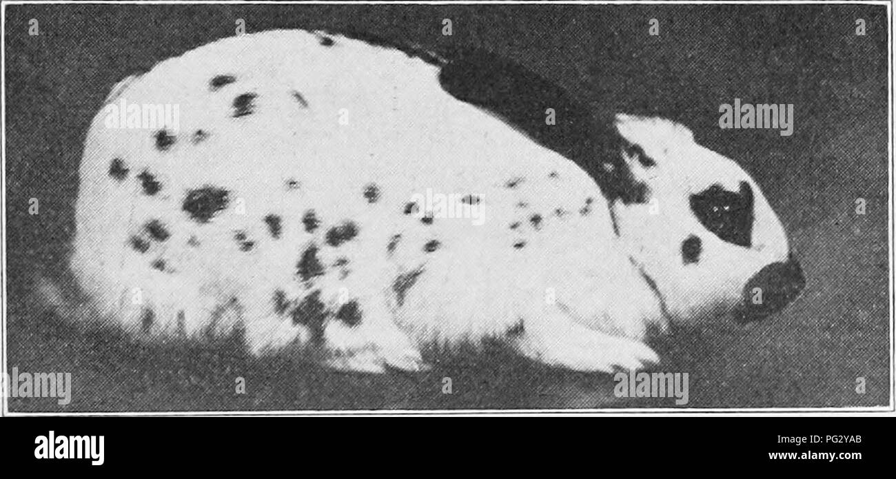 Breeding And Care Of Rabbits For Exhibition And Market - 