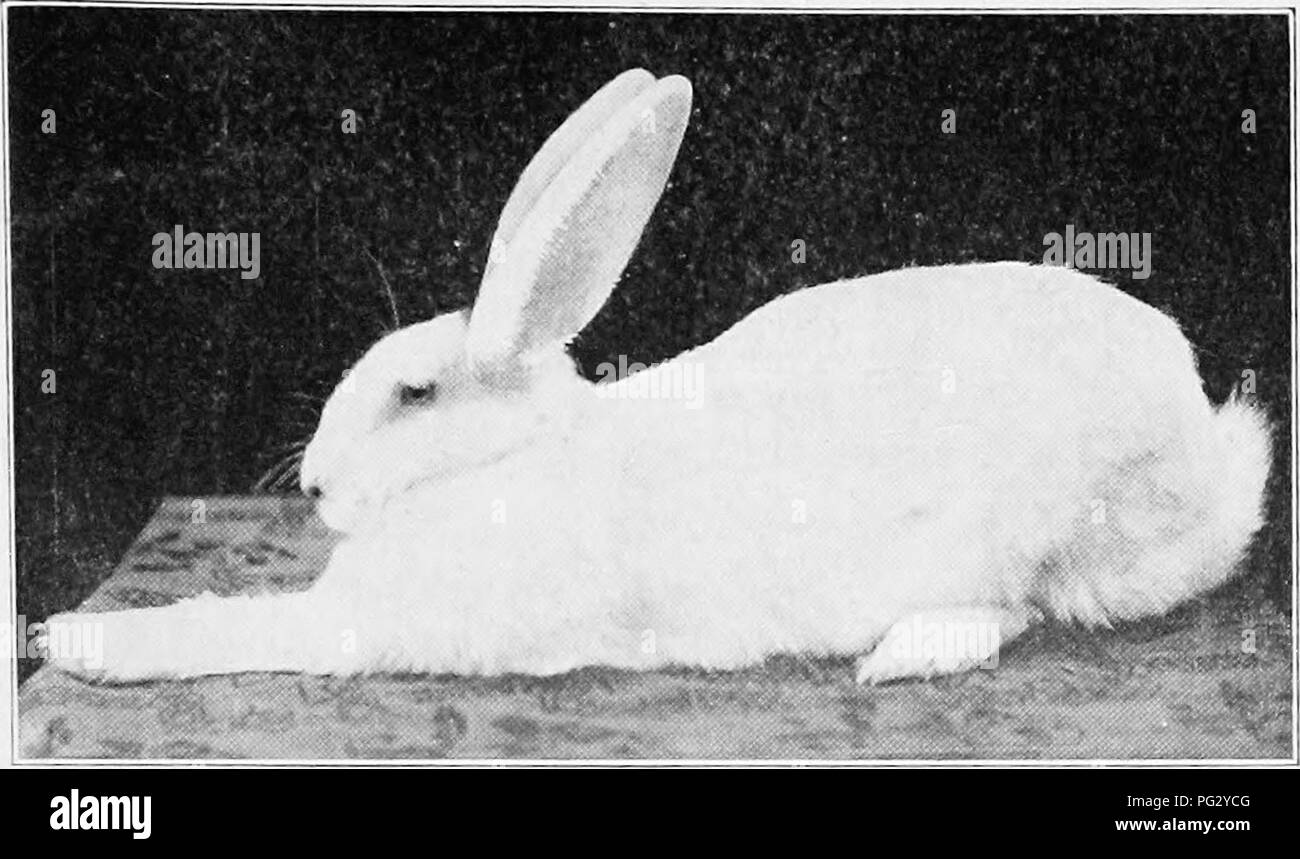 Booksubjectrabbits High Resolution Stock Photography And Images