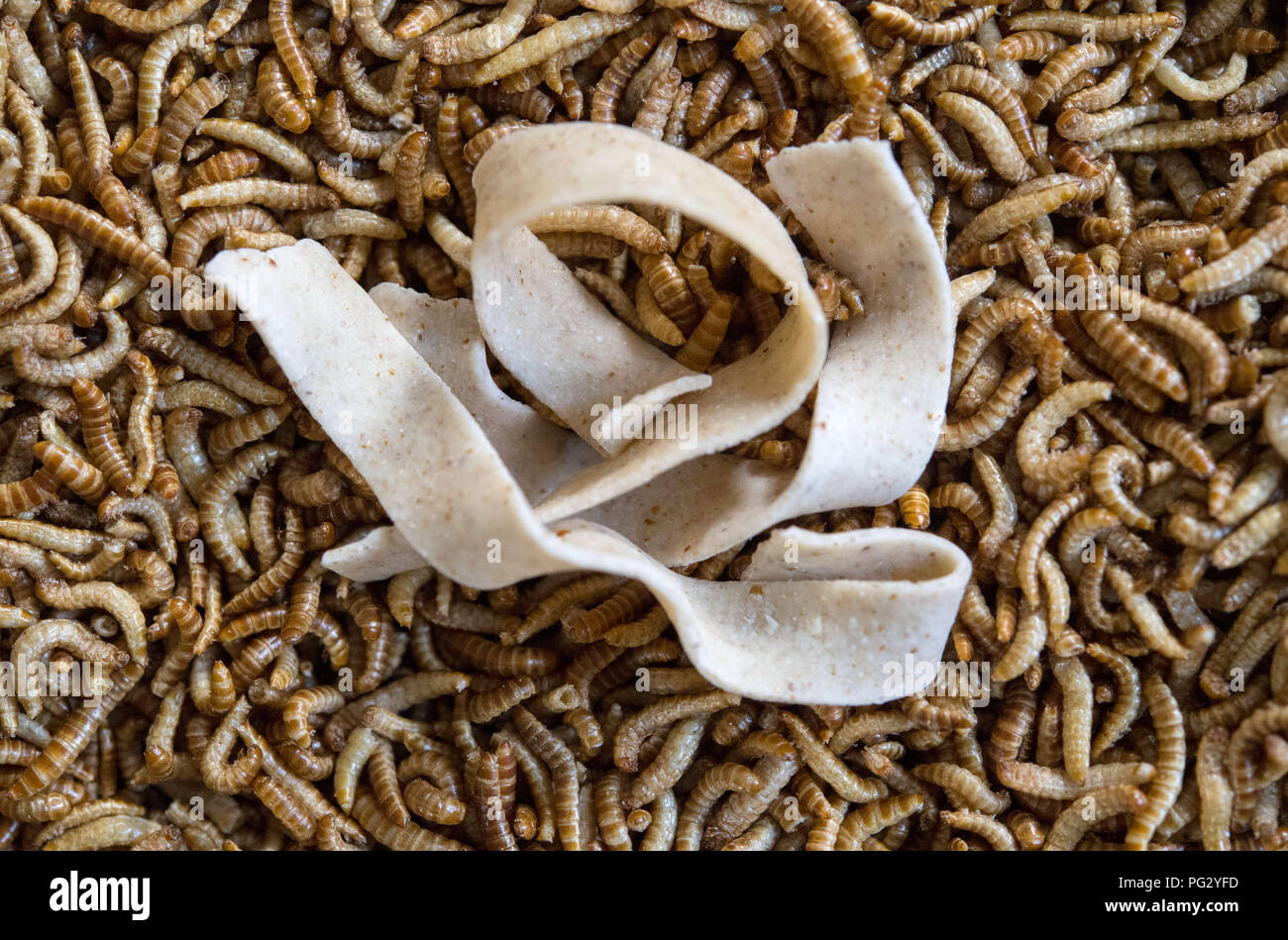 Pforzheim, Germany. 11th July, 2018. A ribbon noodle from Plumento Food GmbH, which develops and sells food products containing, among other things, insect meal, lies on dried larvae of the cereal fungus beetle (Alphitobius diaperinus), also called buffalo worm. Credit: Marijan Murat/dpa/Alamy Live News Stock Photo