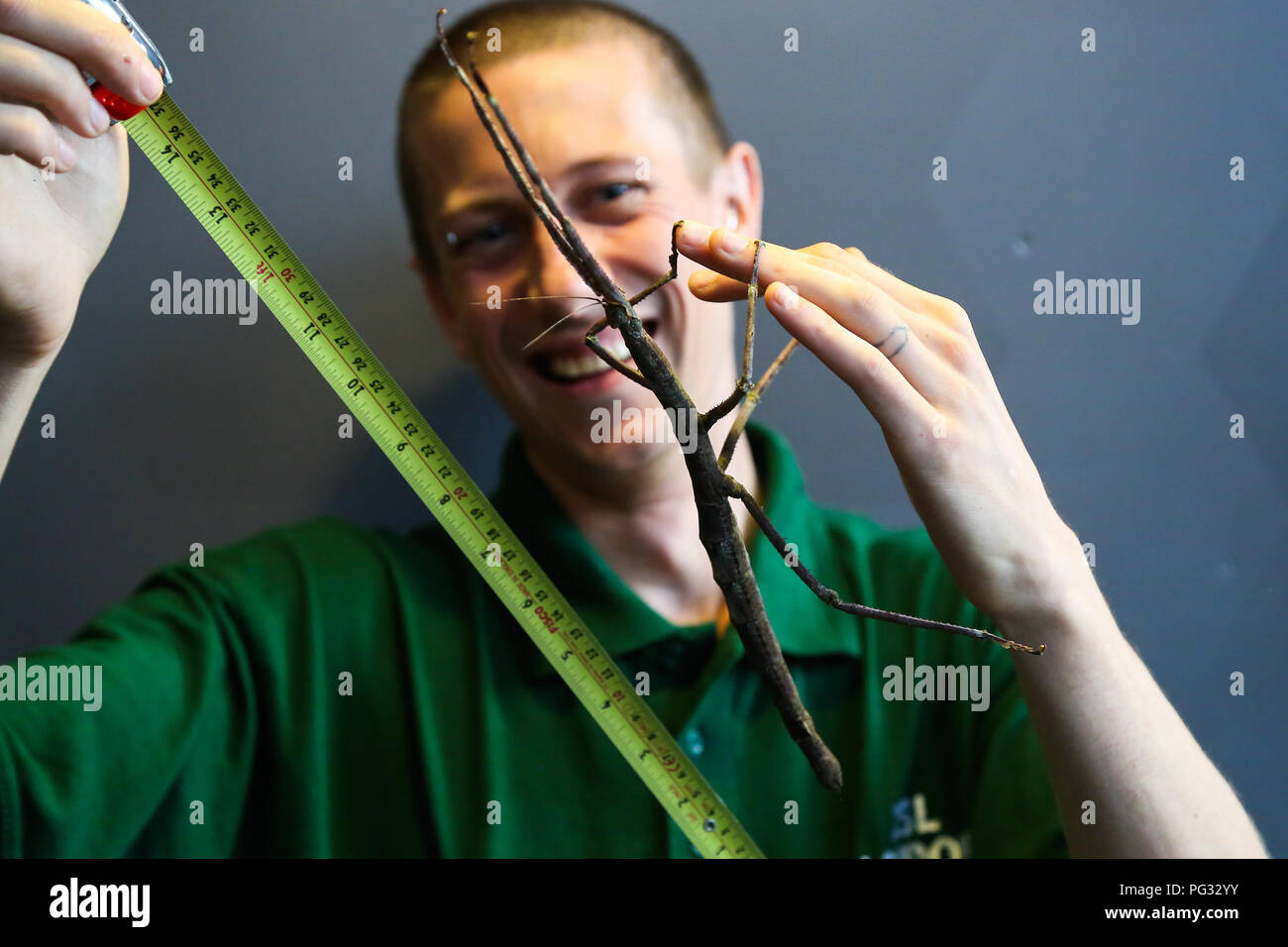 Haria Insect London. UK 23 Aug 2018 - Giant Asian stick insect being measured during ...