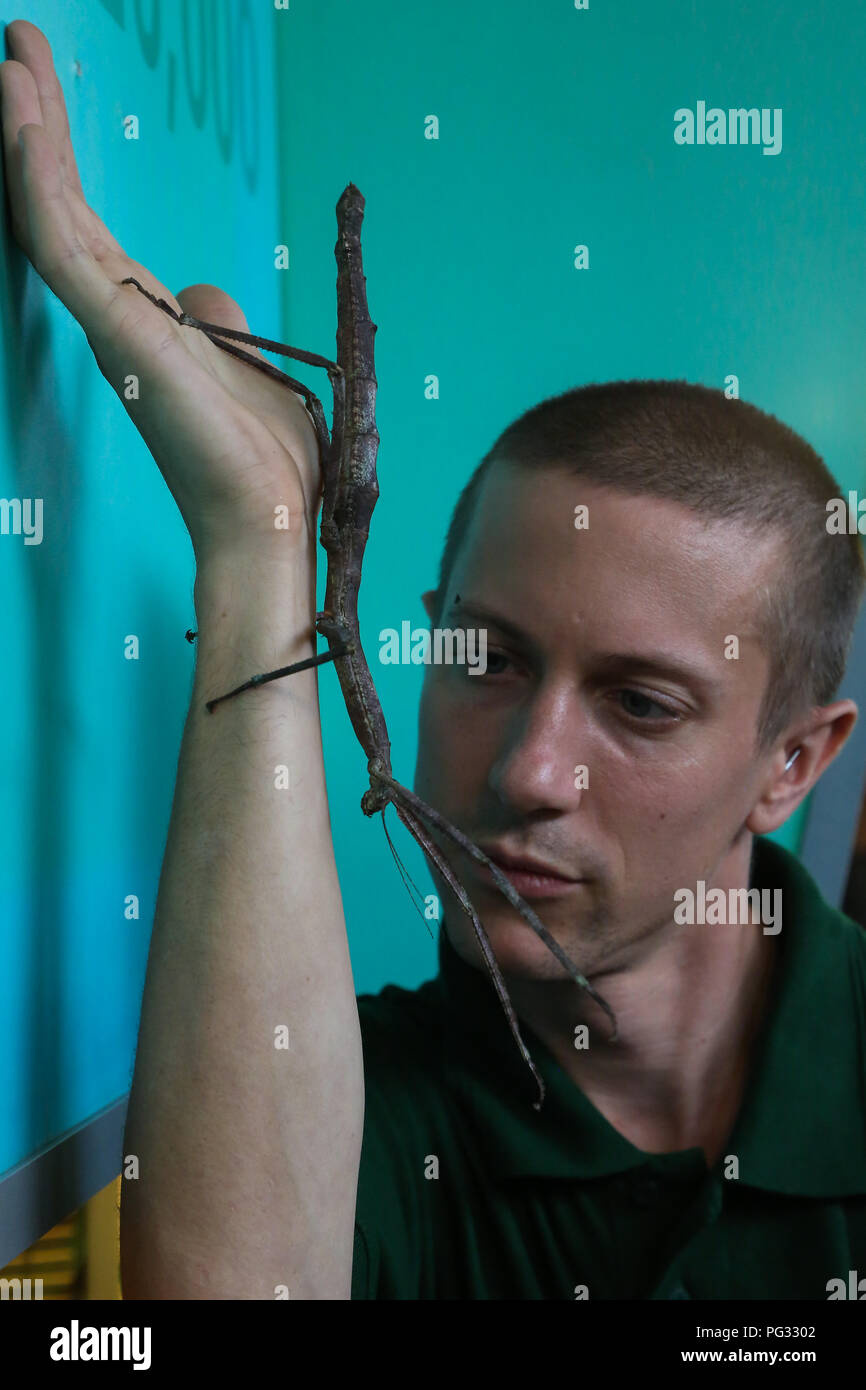 Giant asian stick insect hi-res stock photography and images - Alamy