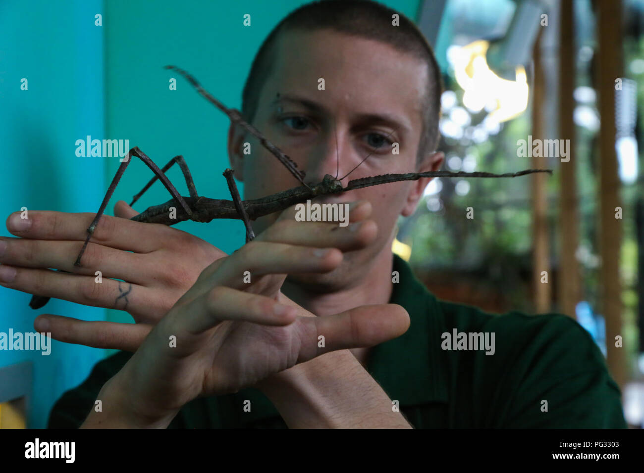 Giant asian stick insect hi-res stock photography and images - Alamy