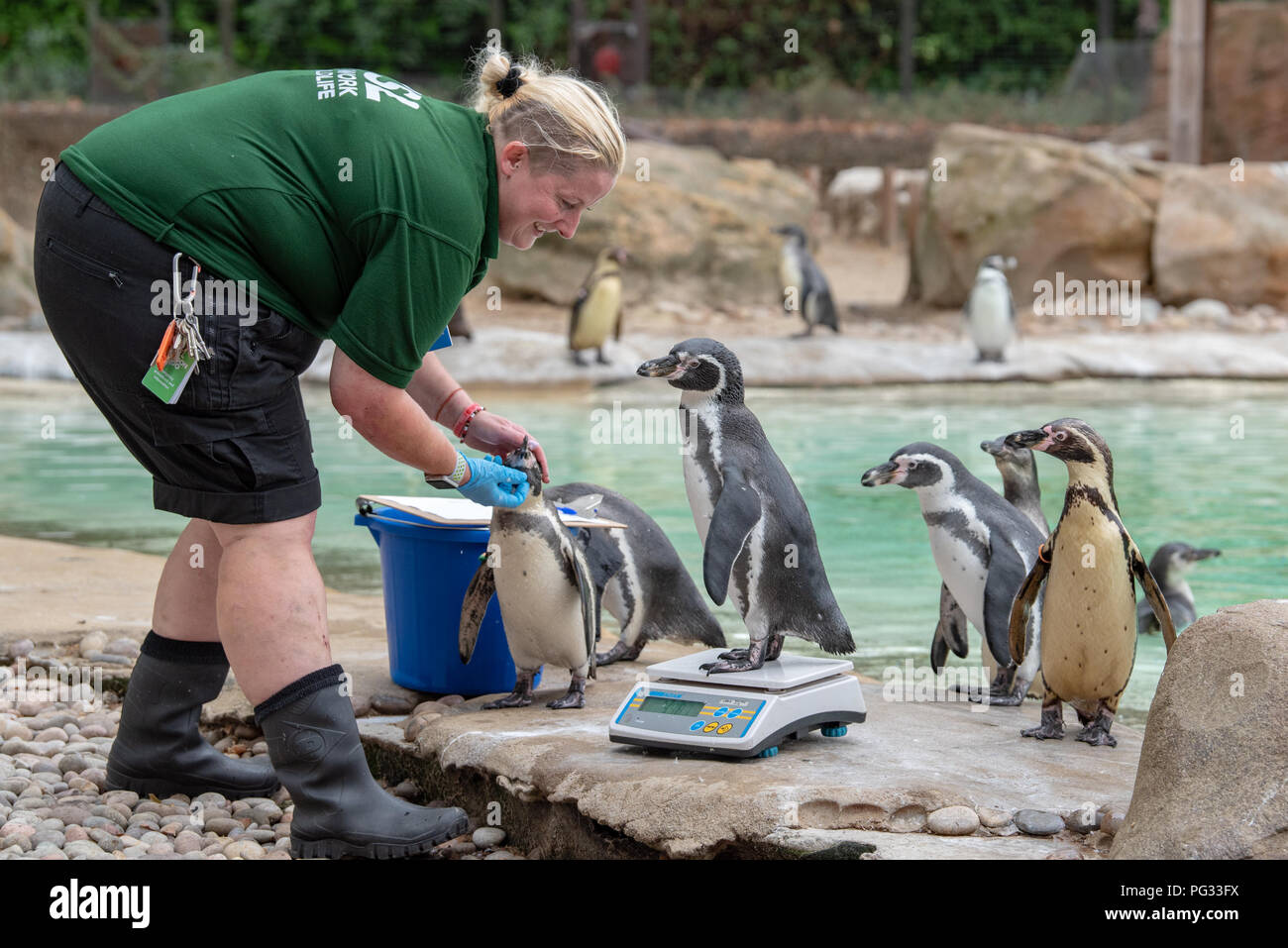 London, United Kingdom. 23 August 2018. Annual weigh-in records animals’ vital statistics at ZSL London Zoo. Credit: Peter Manning/Alamy Live News Stock Photo