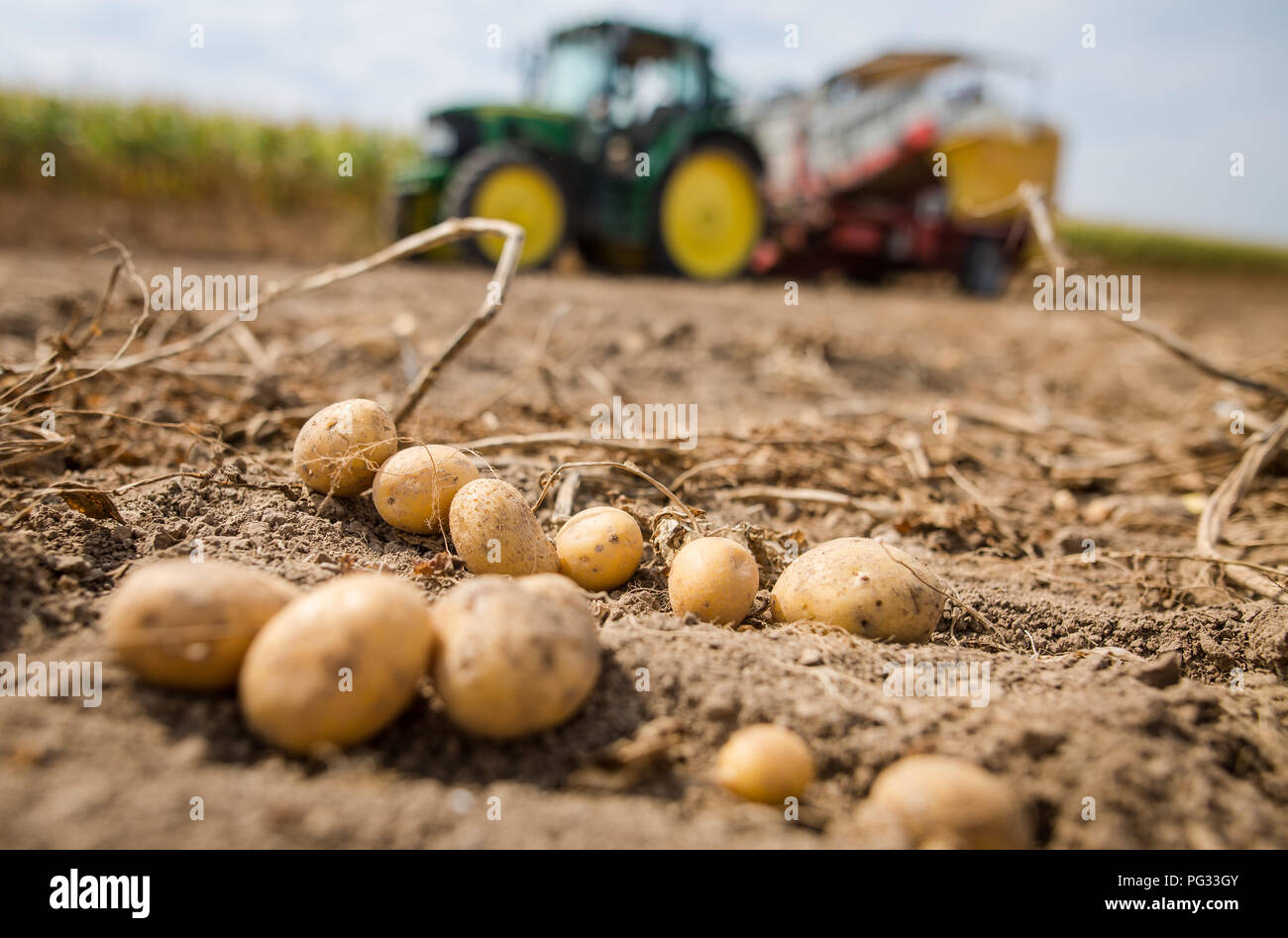 гибель урожая. поле сельское хозяйство. засуха урожай. поле урожай. вялые помидоры.